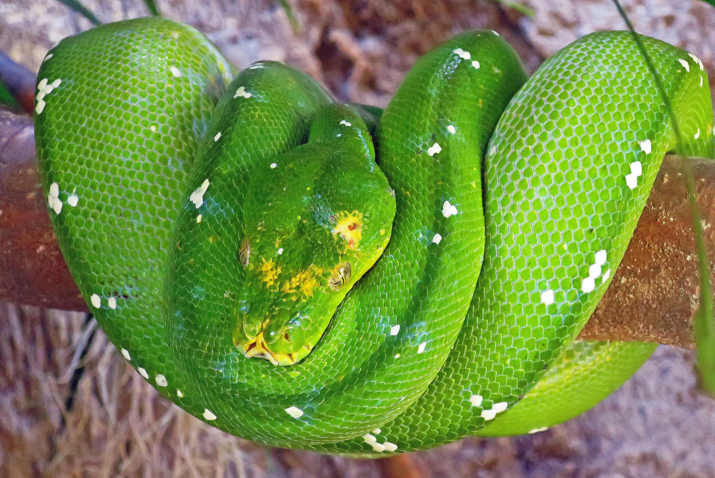 Green python
