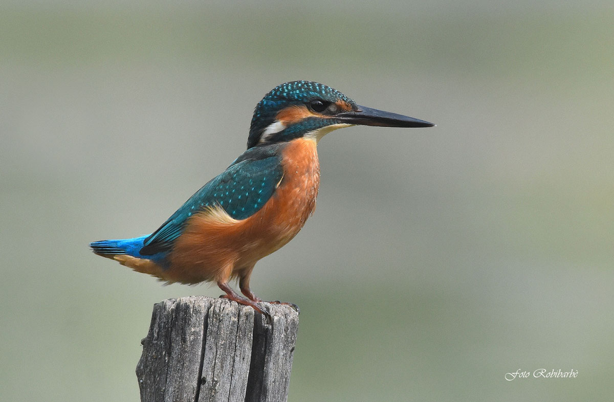 Kingfisher...