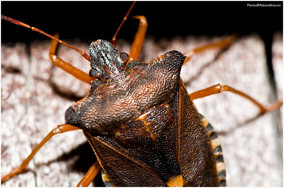 Primo piano di una cimice