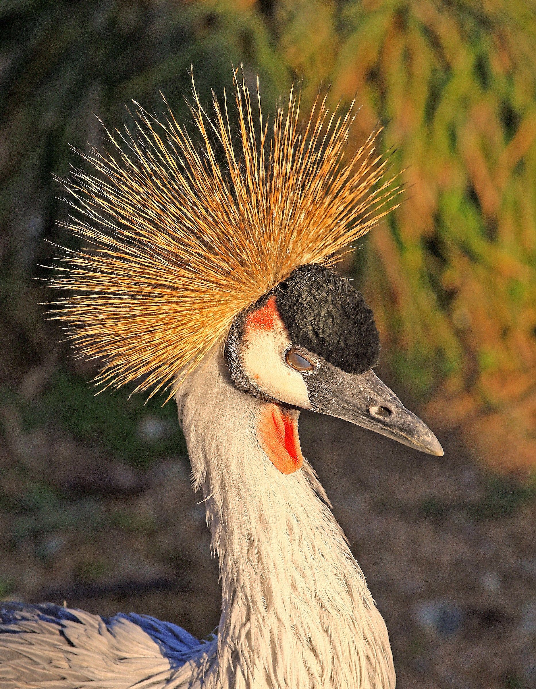Crowned crane