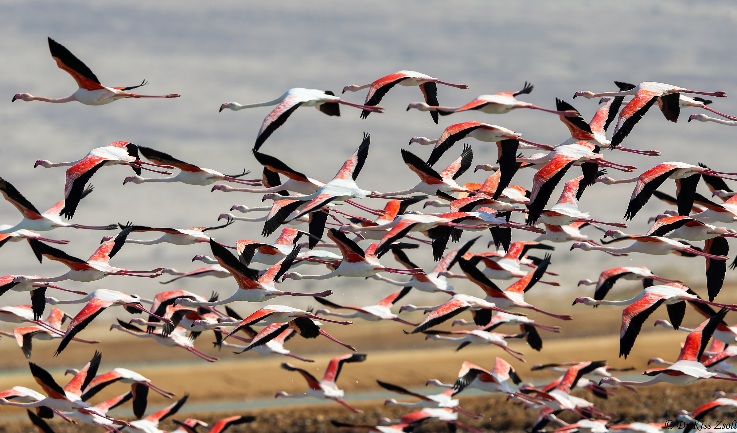 Fenicotteri maggiori
