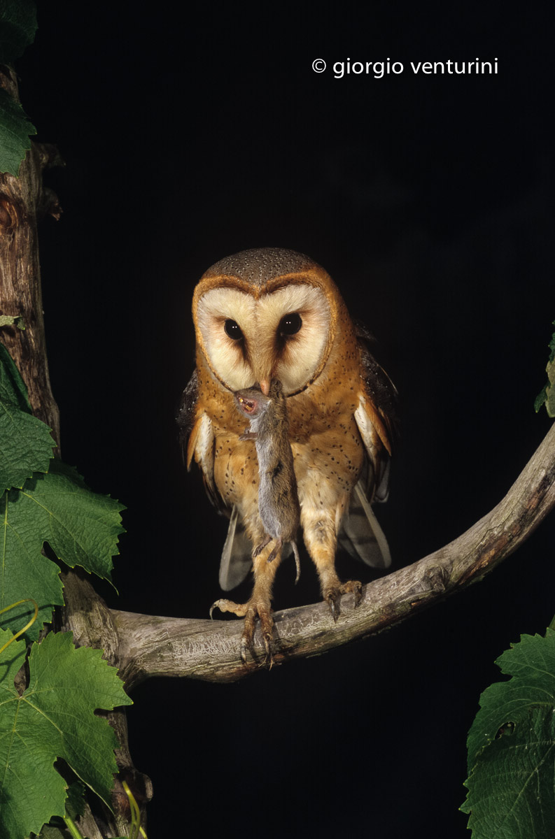 Tyto alba (ssp guttata)