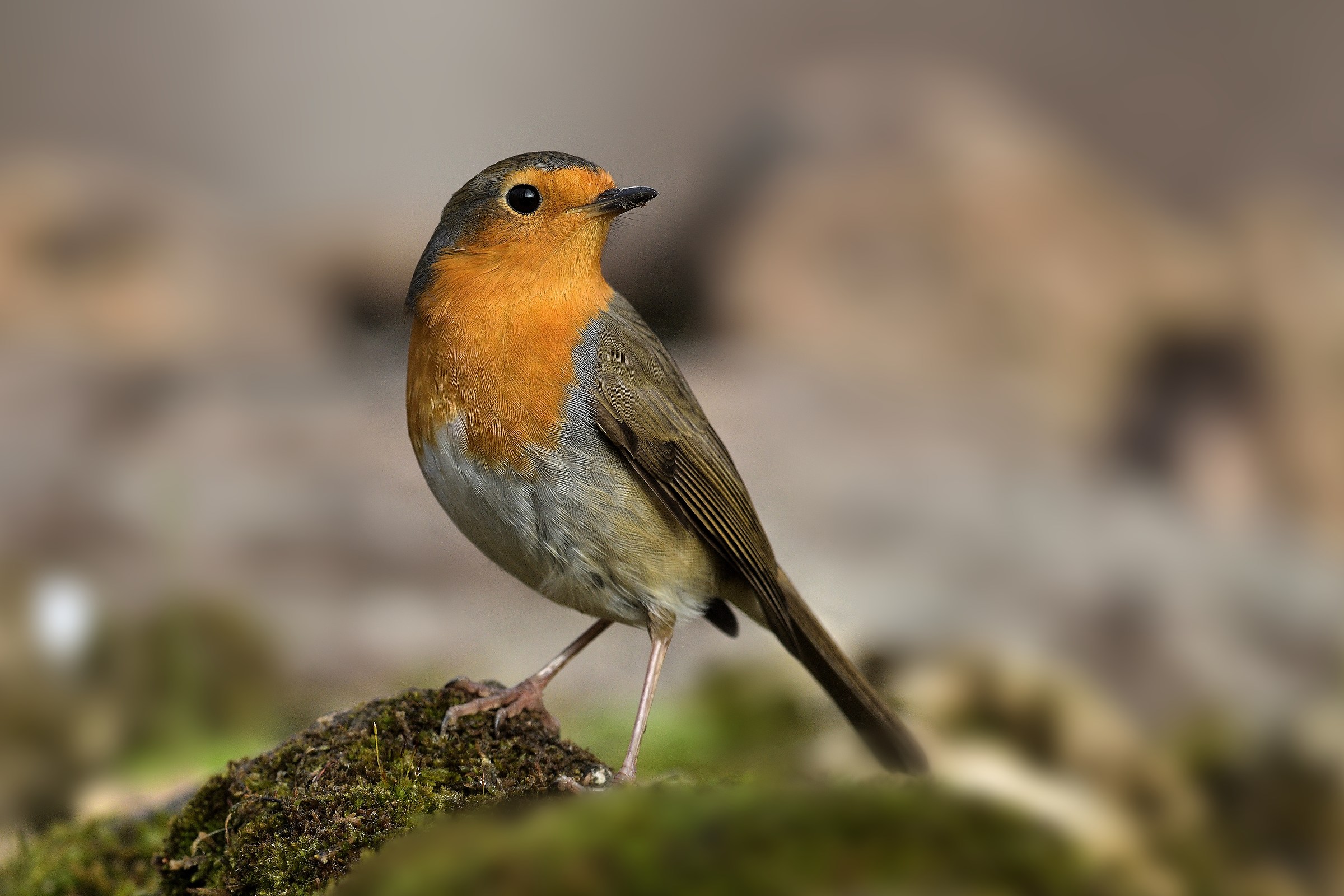 Pettirosso (Erithacus rubecola)
