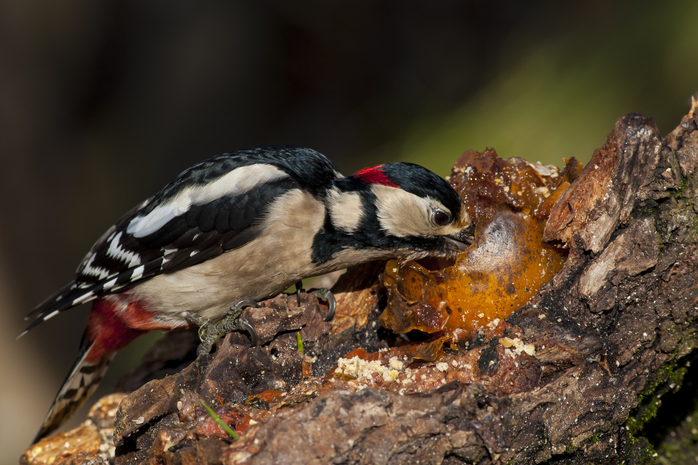 Hungry woodpecker