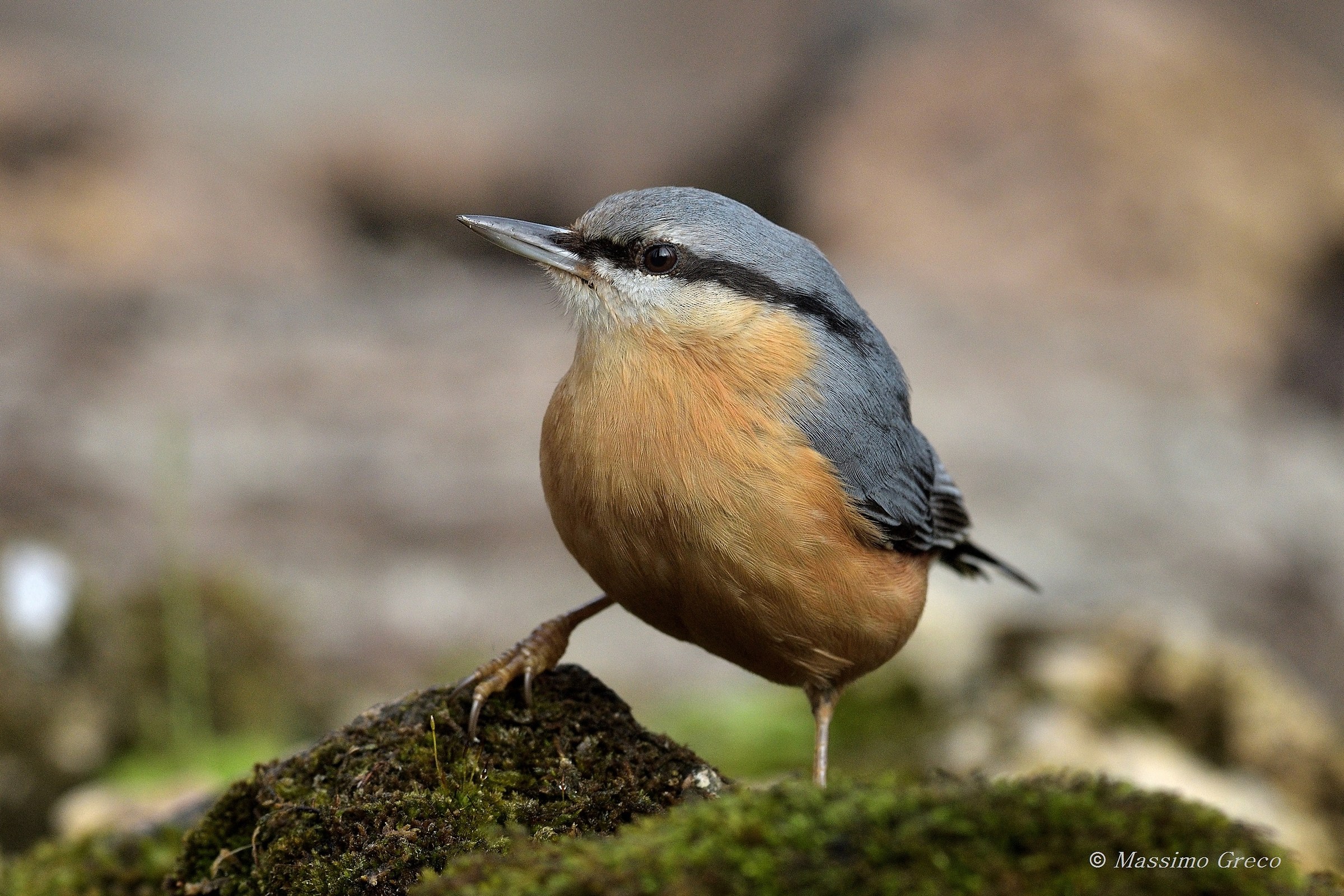 Nuthatch (Sitta europaea)