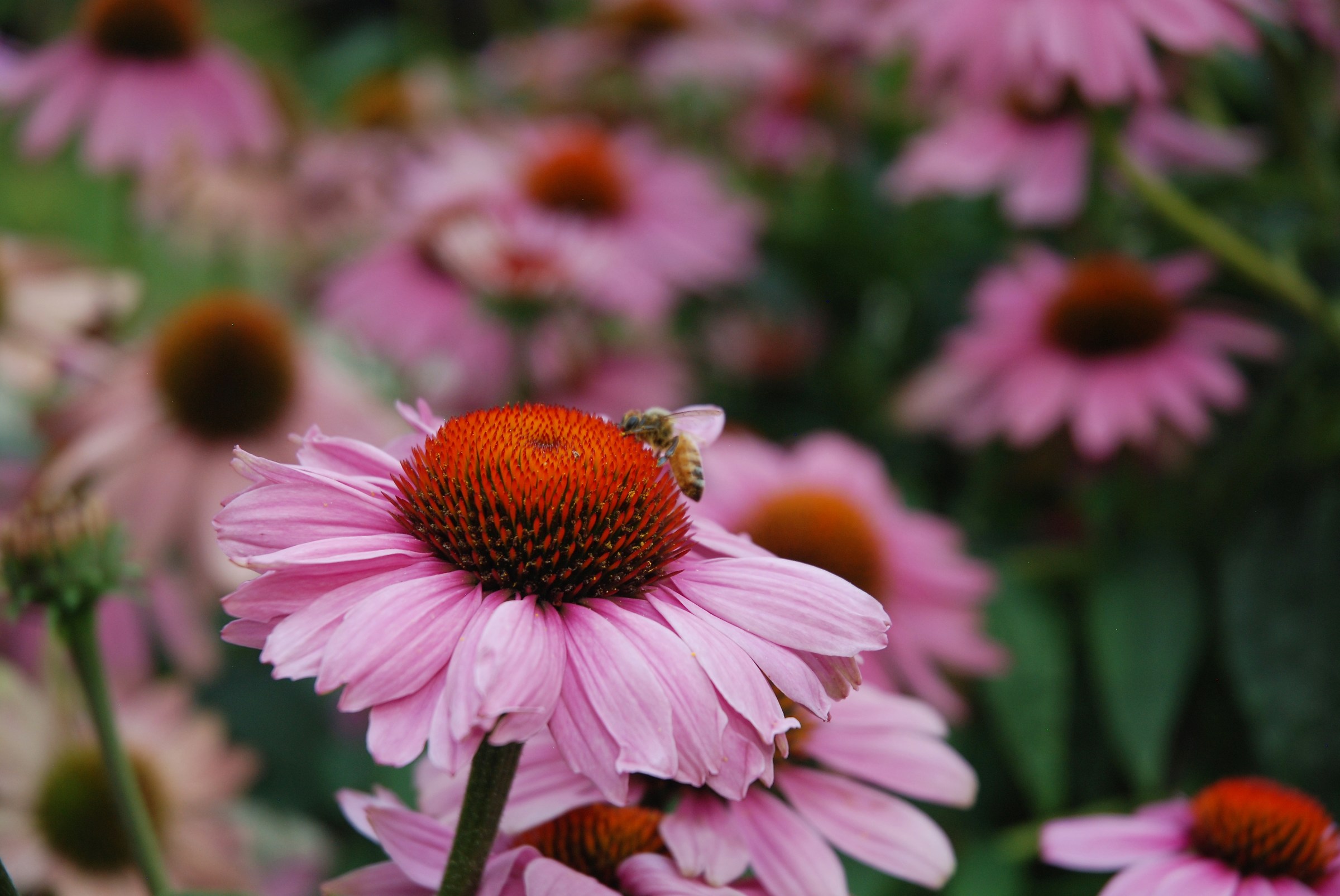 Echinacea purpurea pt2