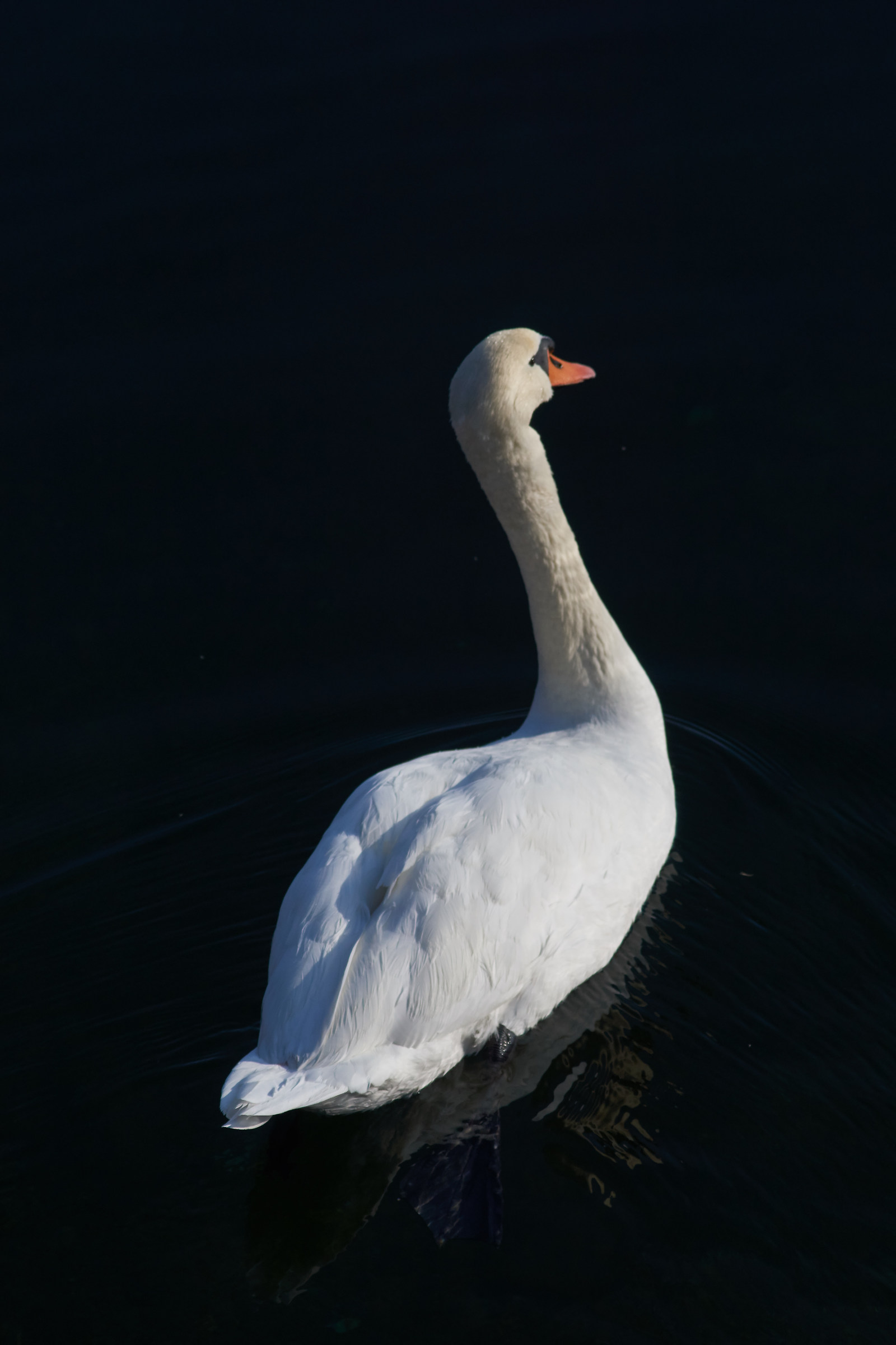 swan in the greater lake