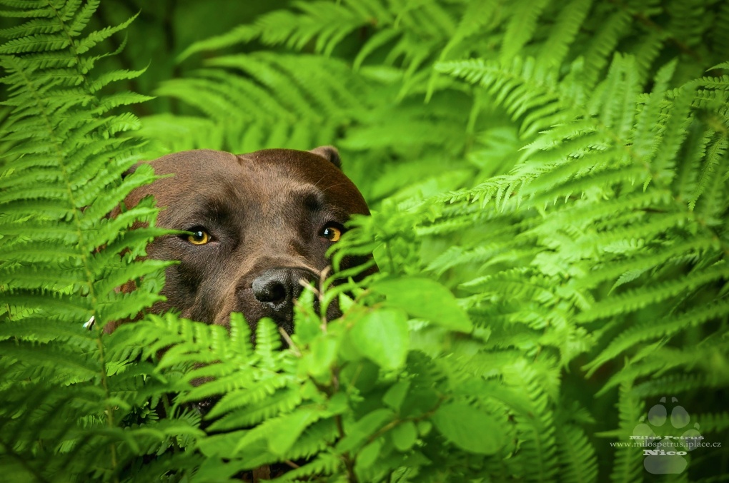 Effetto di mascheramento