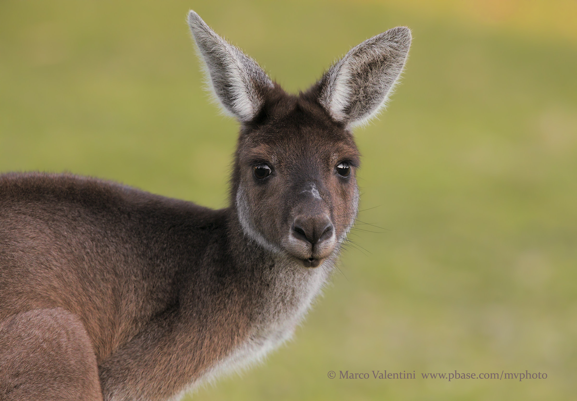 The look of the kangaroo