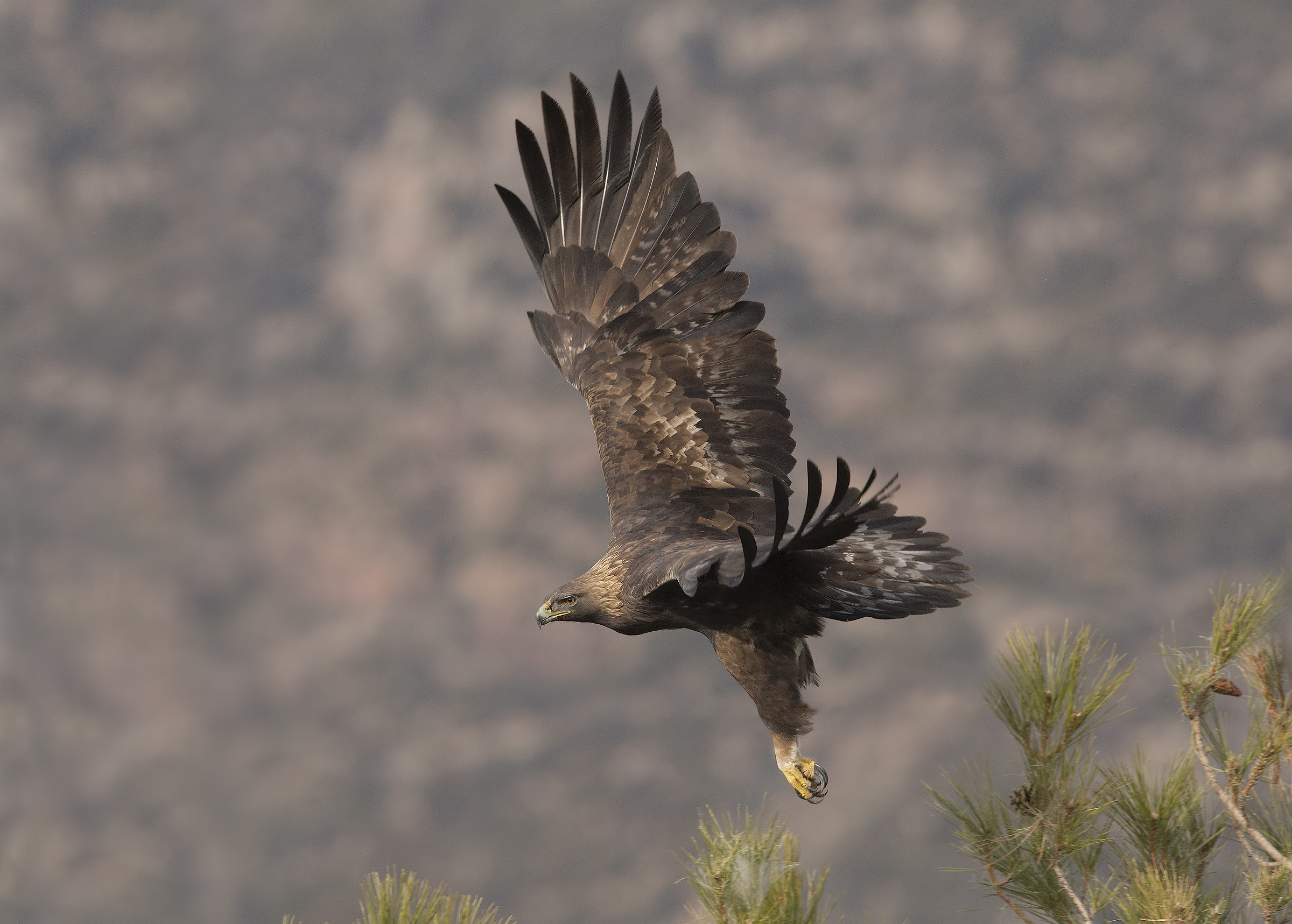 aquila reale... in volo