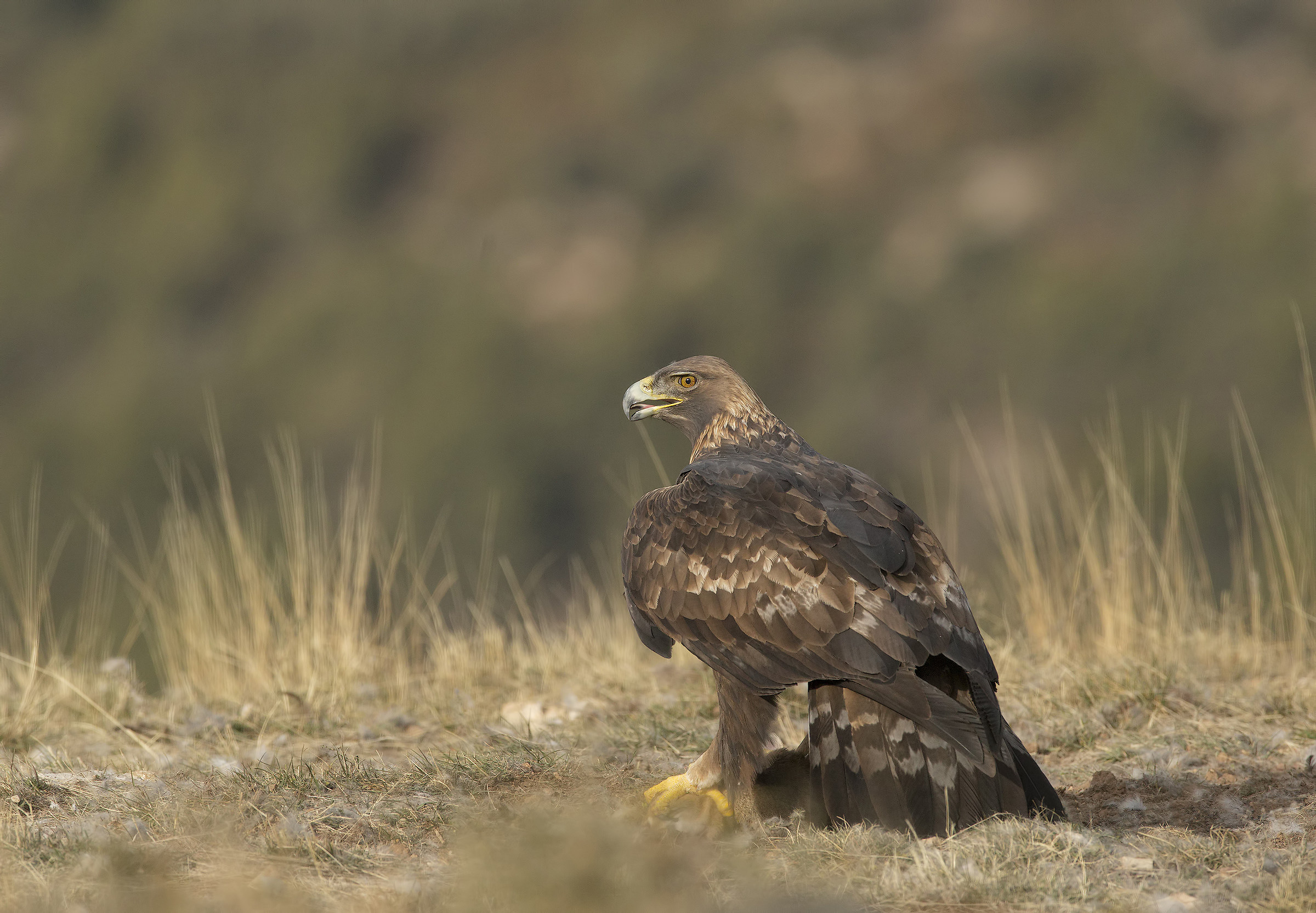 aquila reale....a terra