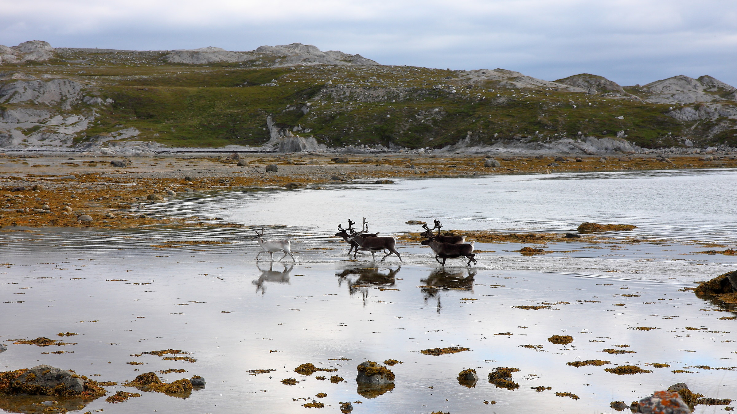Sea reindeer