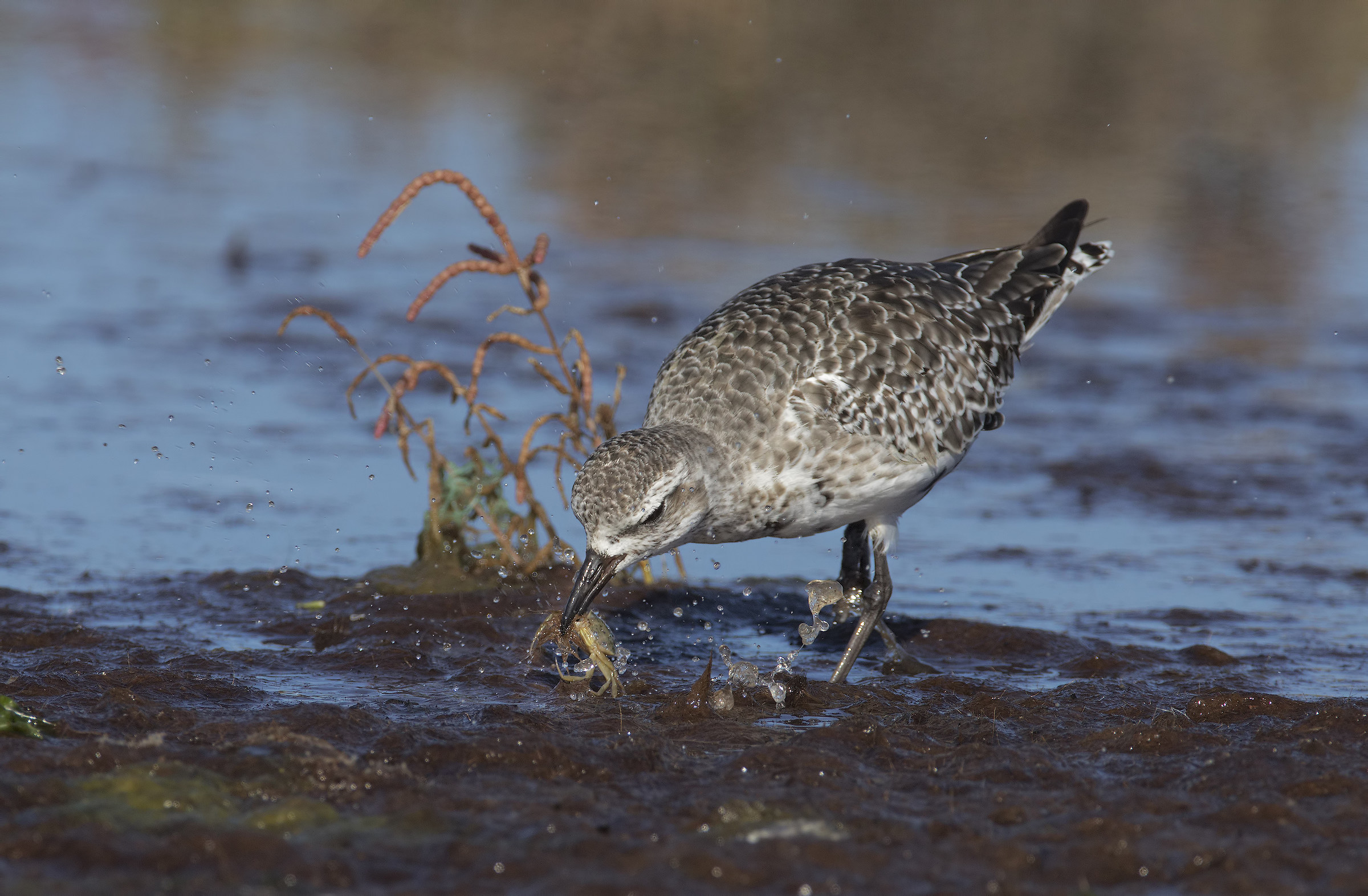 pivieressa con granchietto