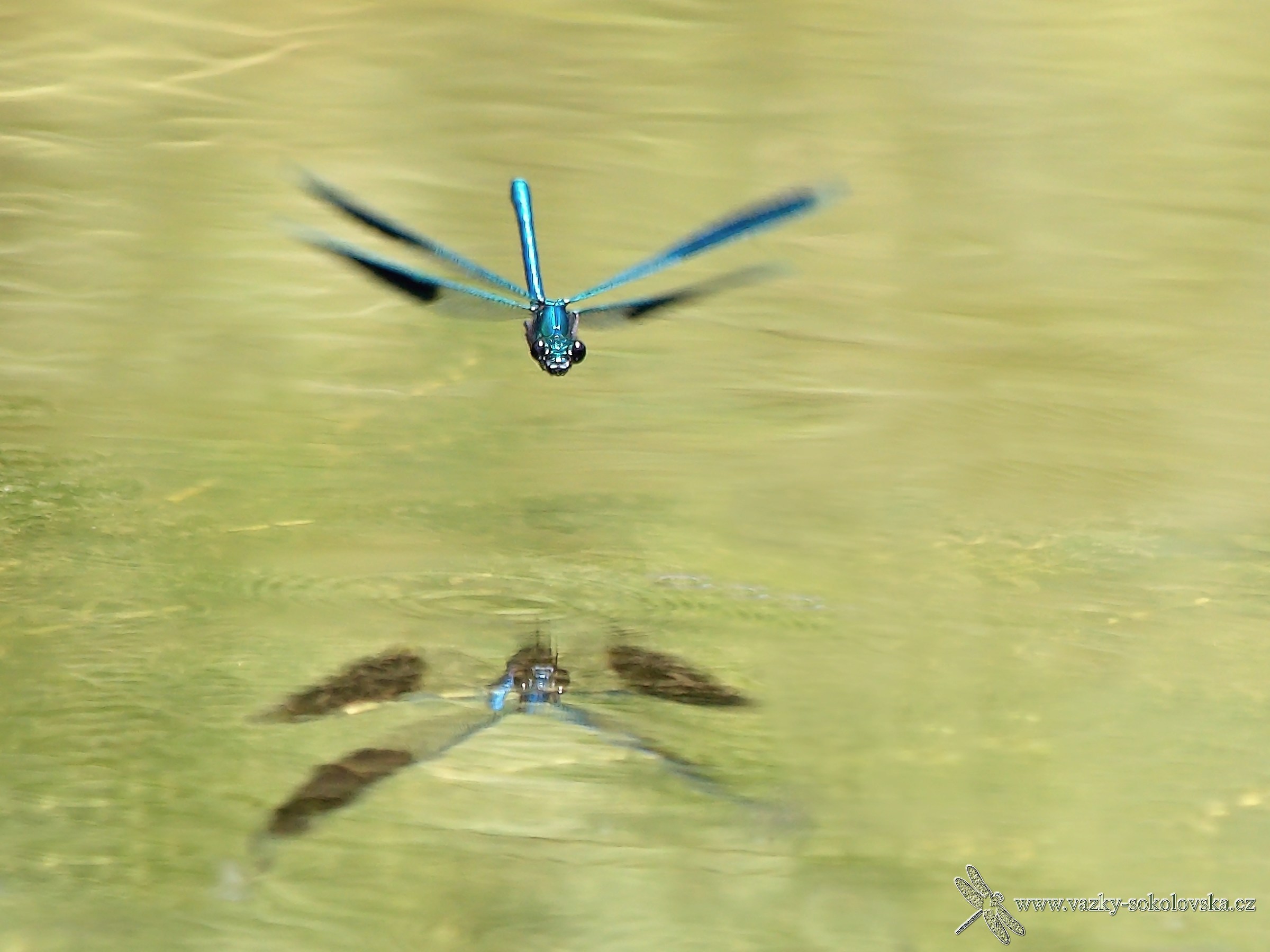 Calopteryx splendens