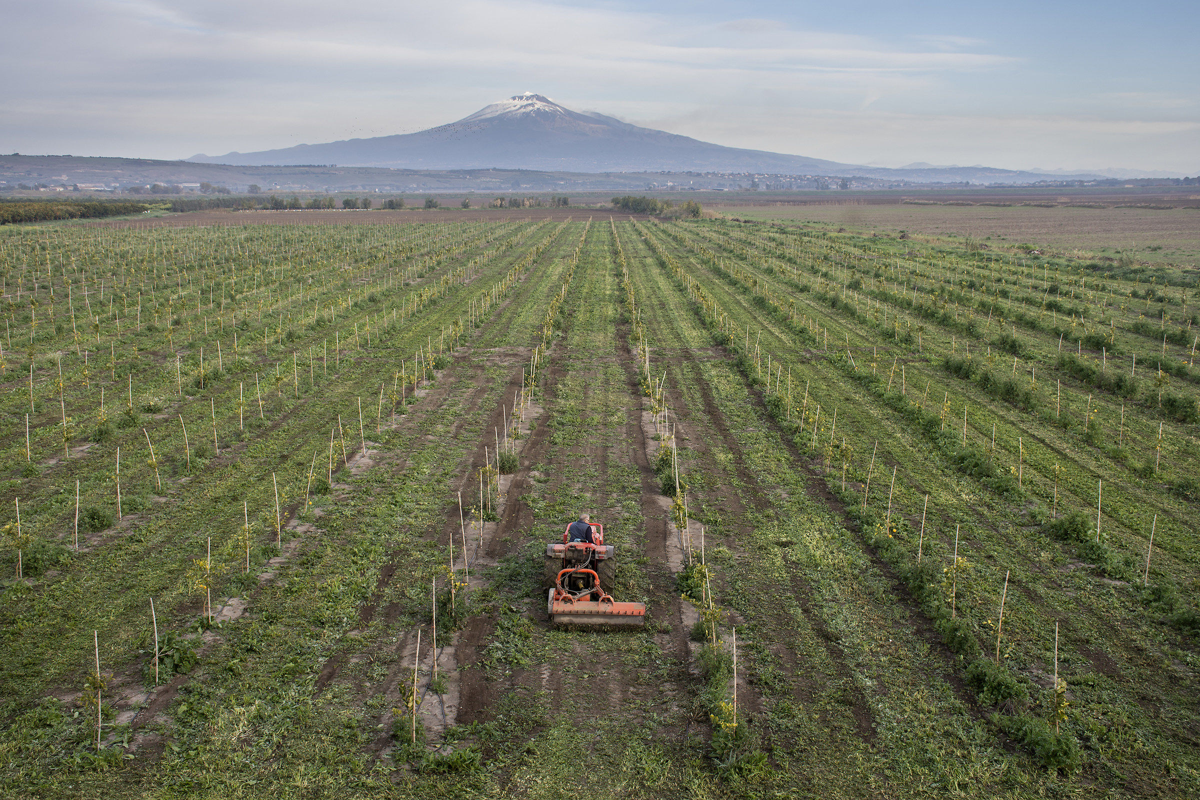 Sicilian citrus groves