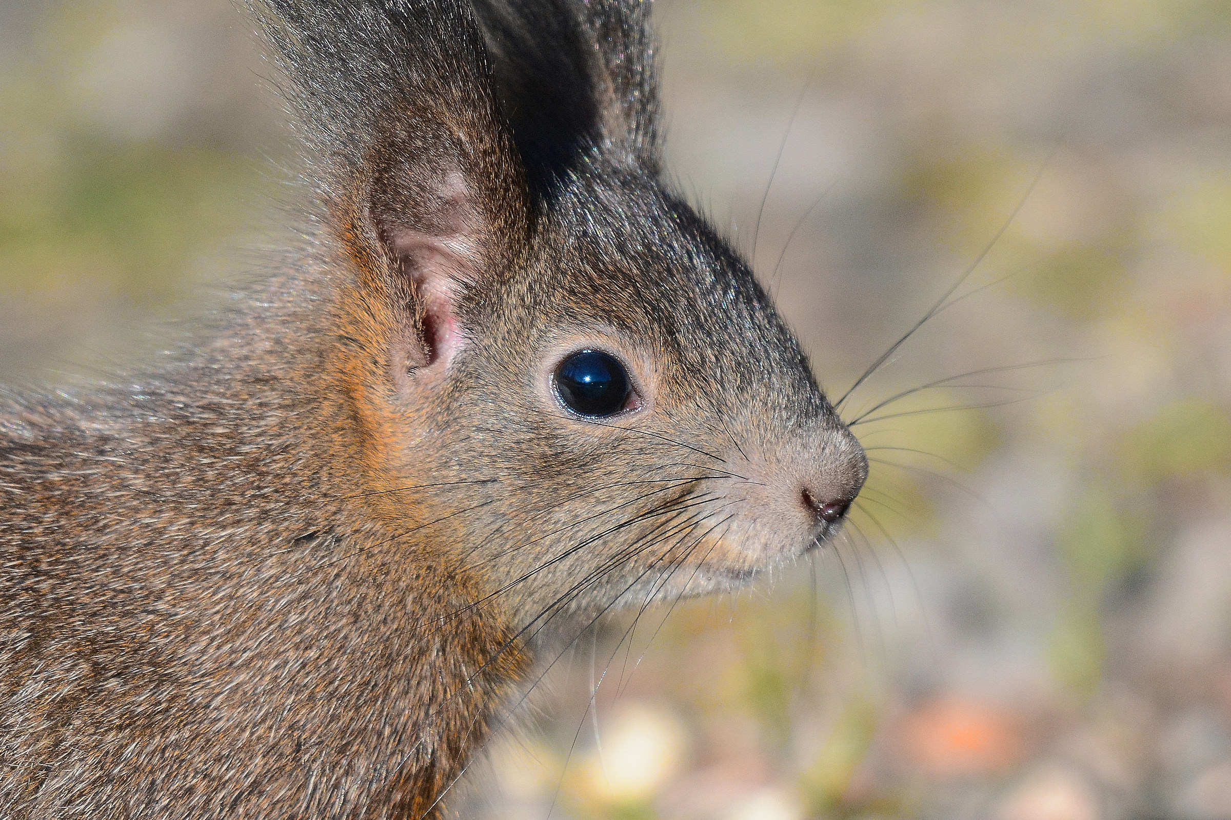 Scoiattolo in primo piano
