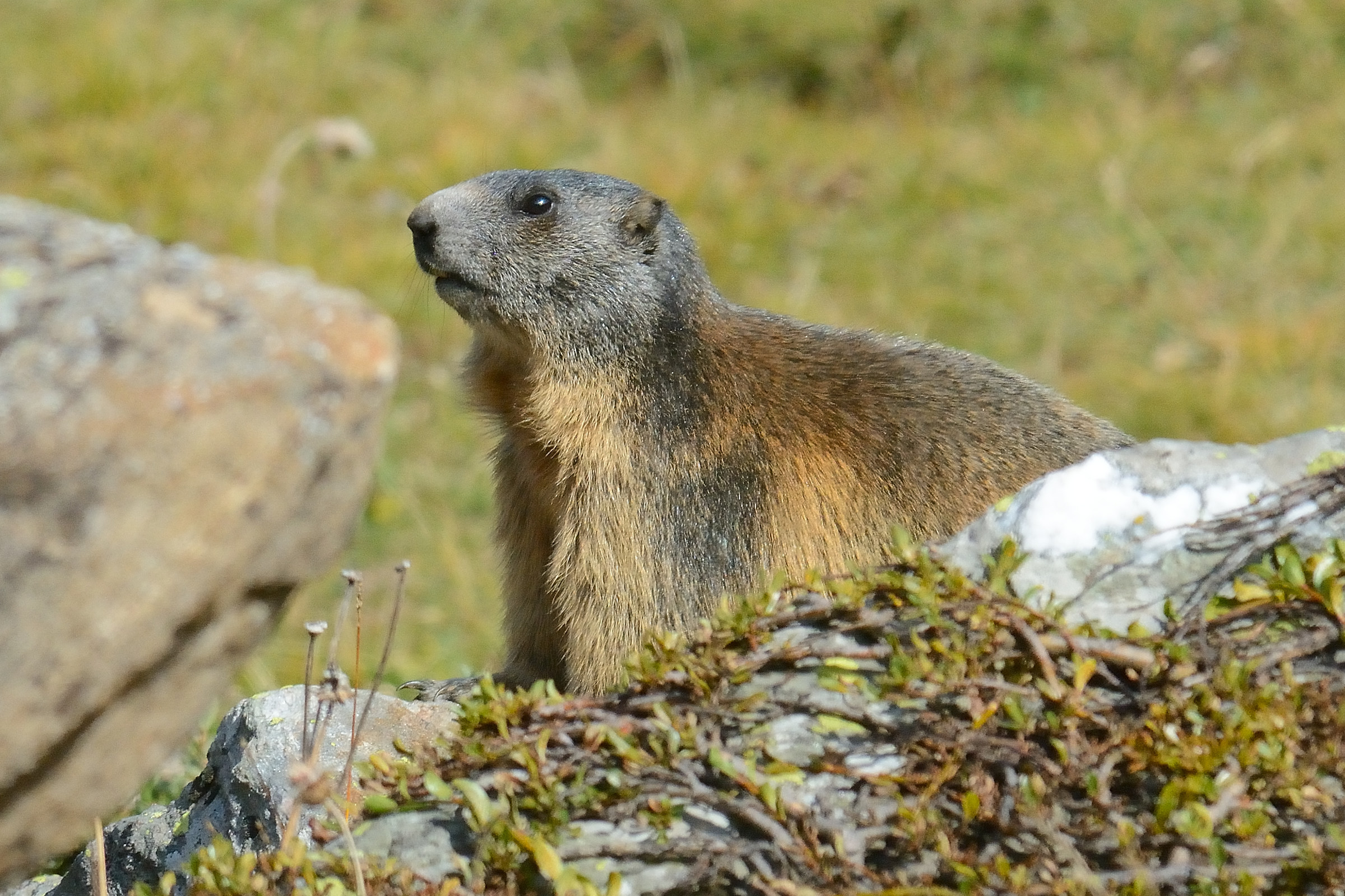 Marmot