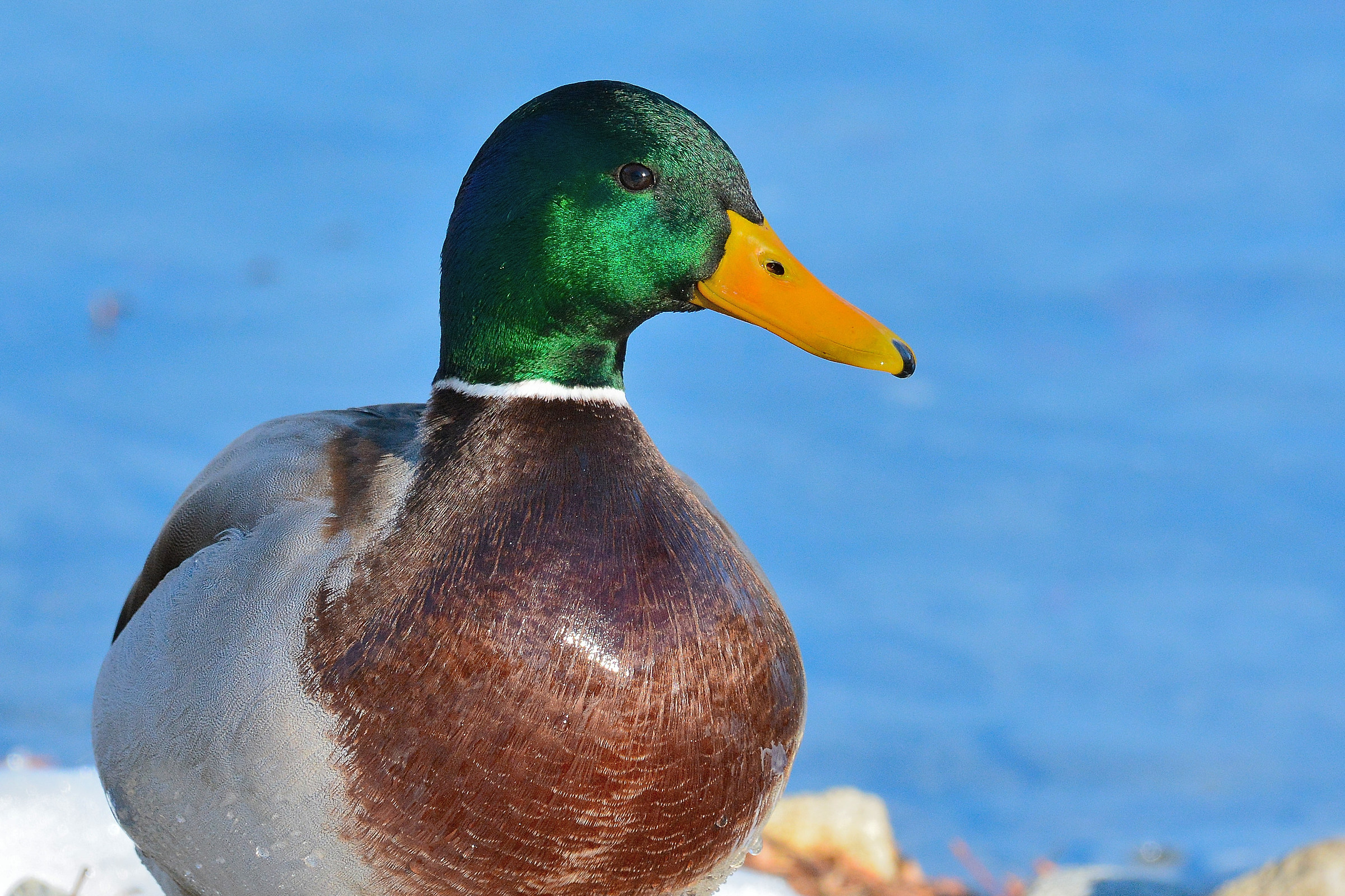 Molto comune ma sempre bello