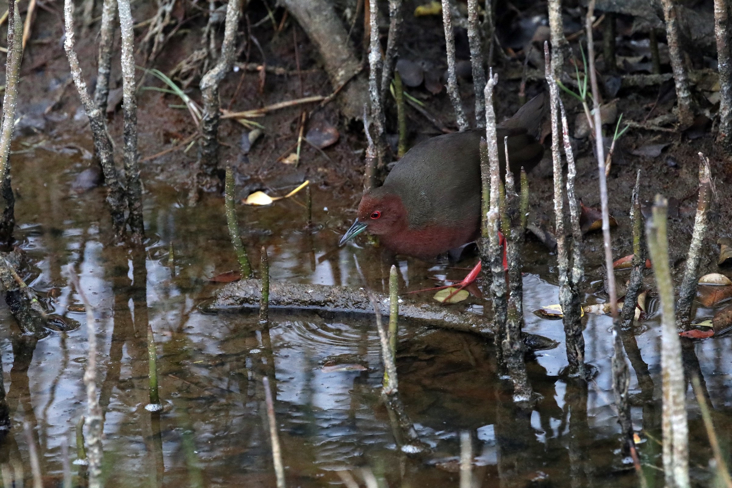 Rubby-breasted Crake
