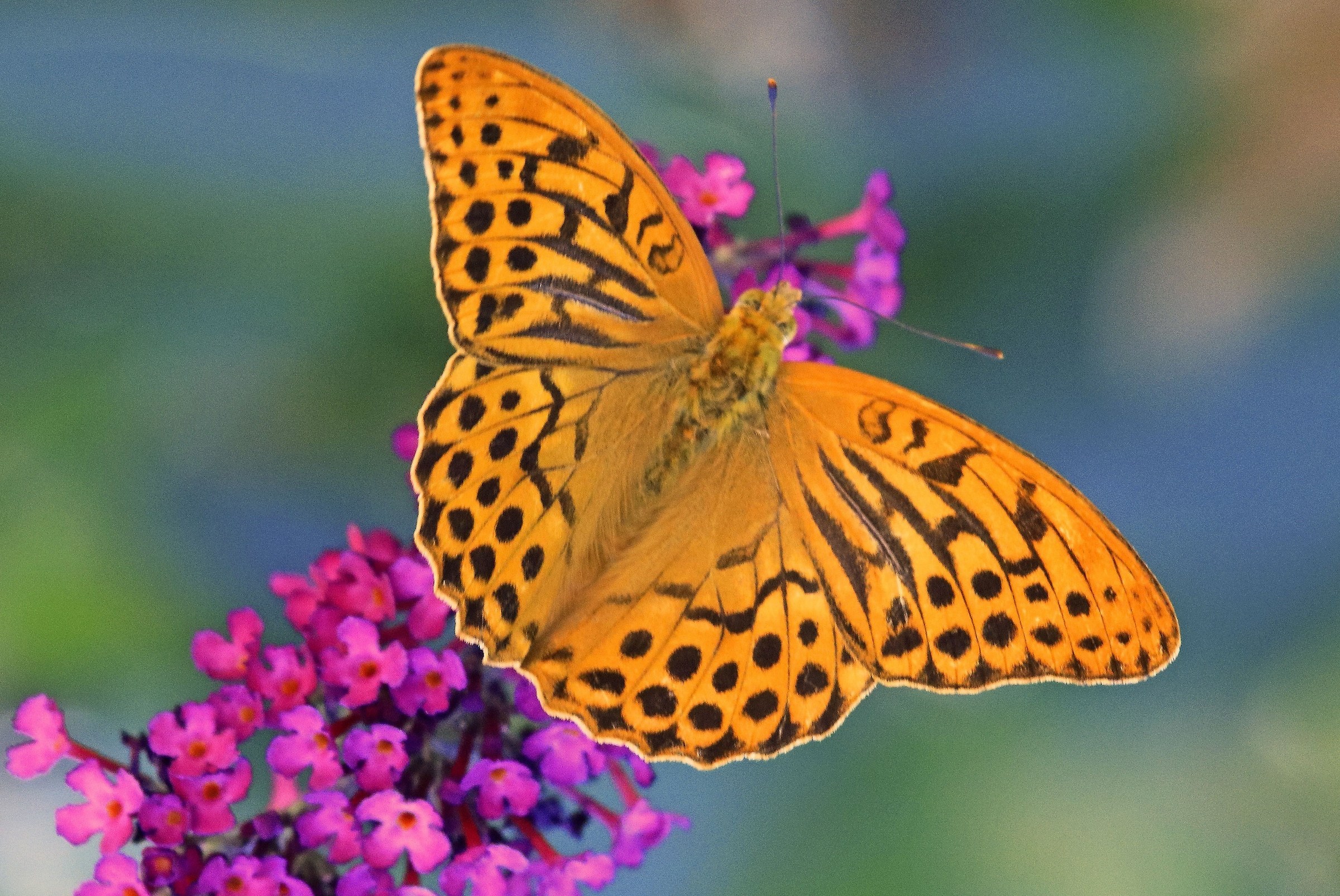 Argynnis paphia