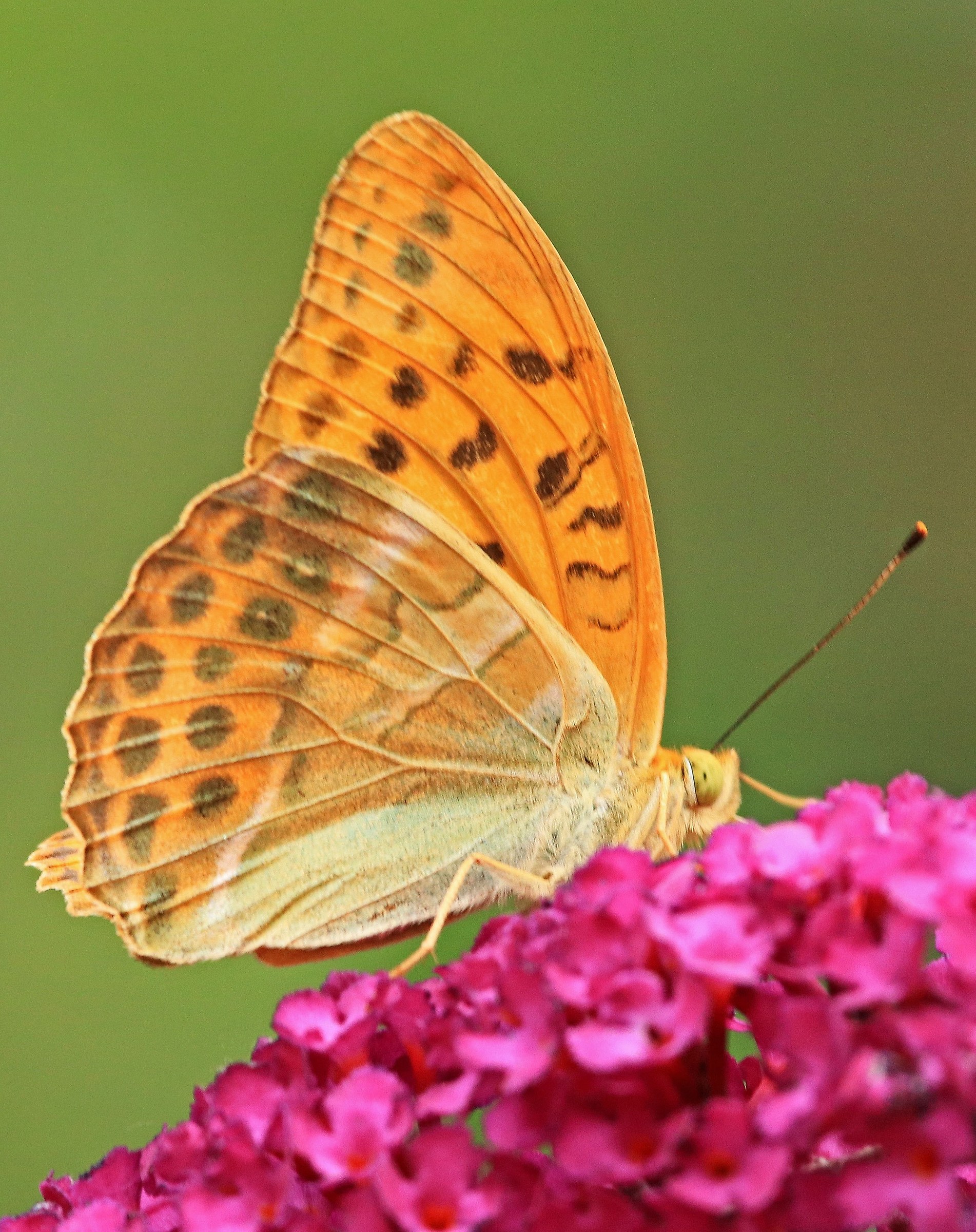 Argynnis paphia-2
