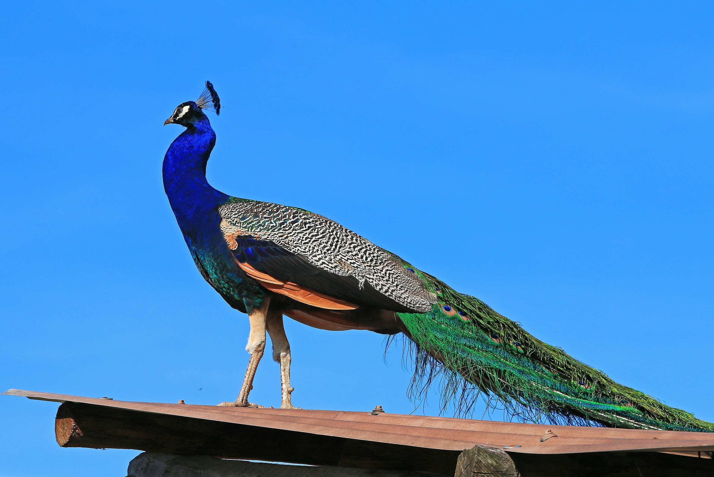 Peacock