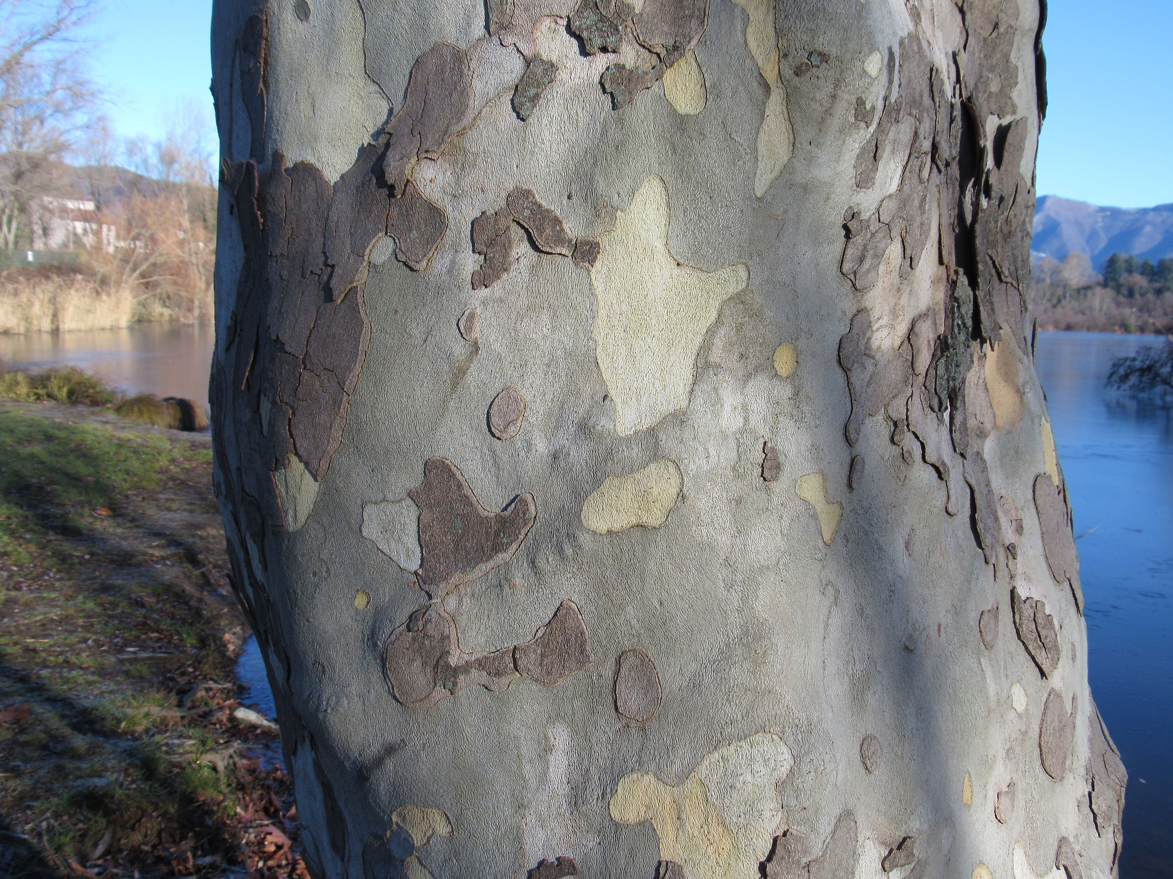 L'albero in....mimetica