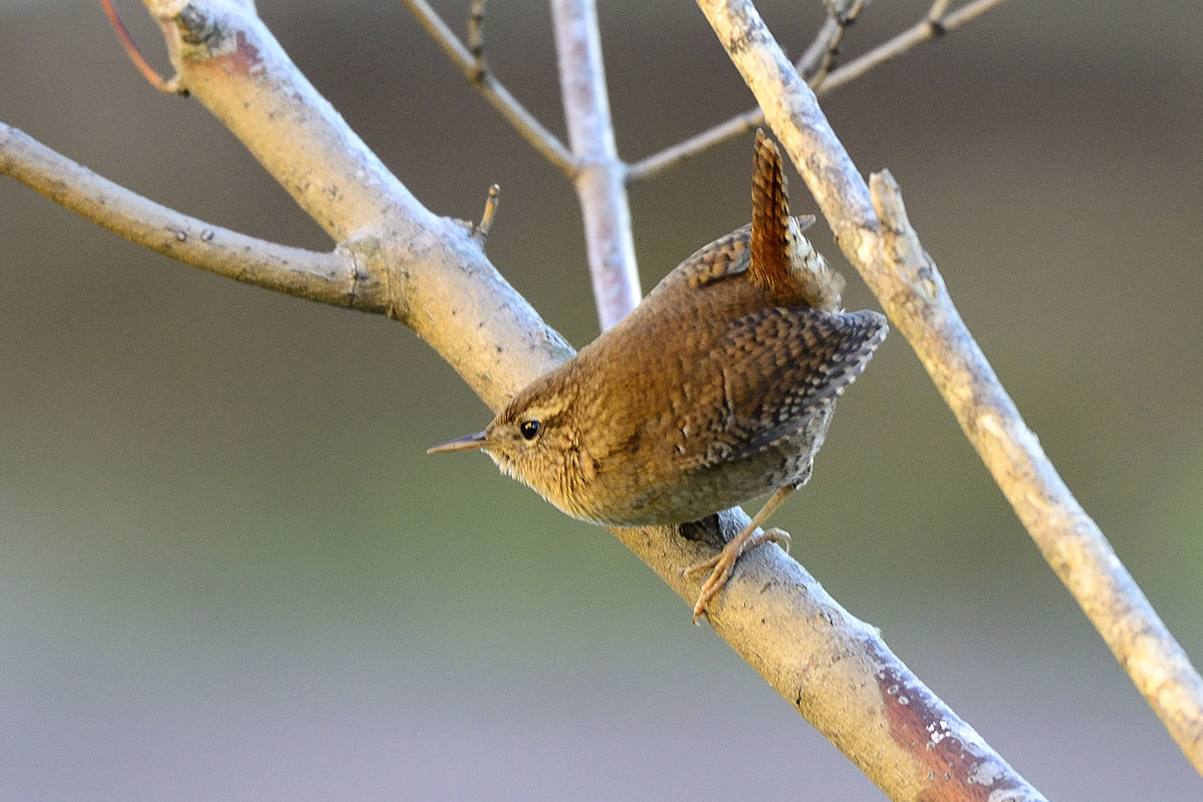 Wren