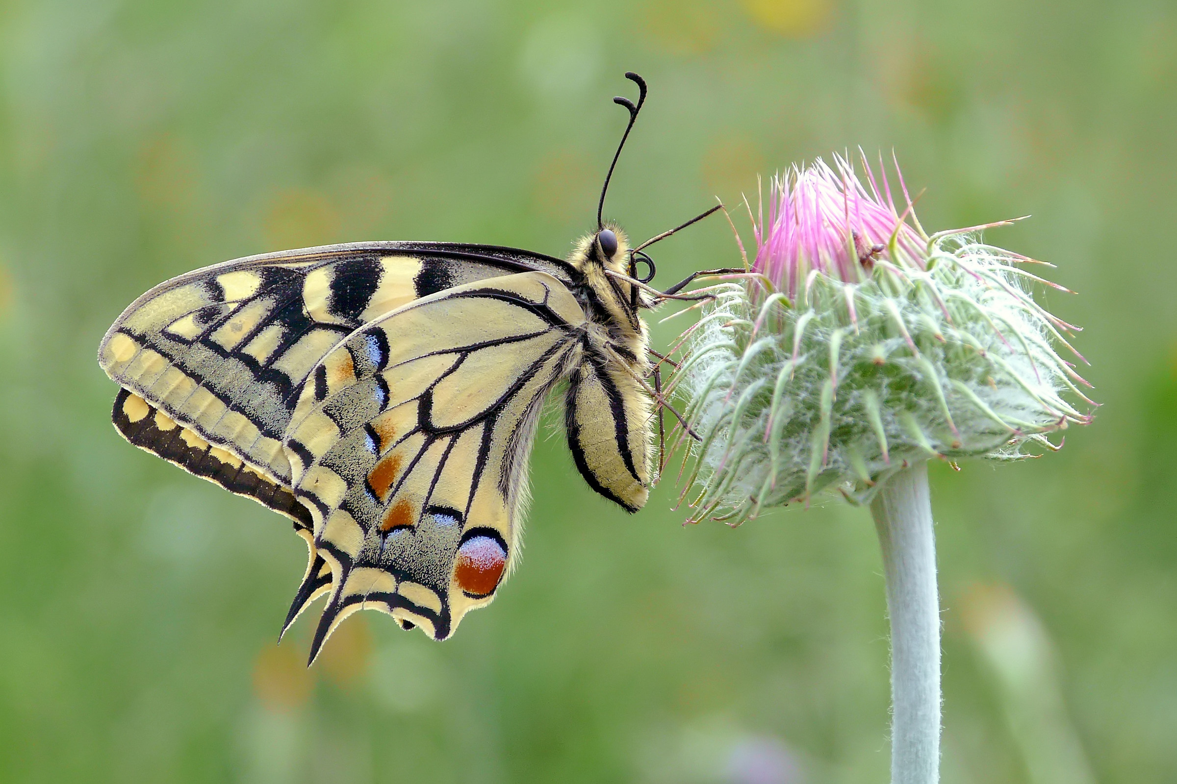 Papilio machaon