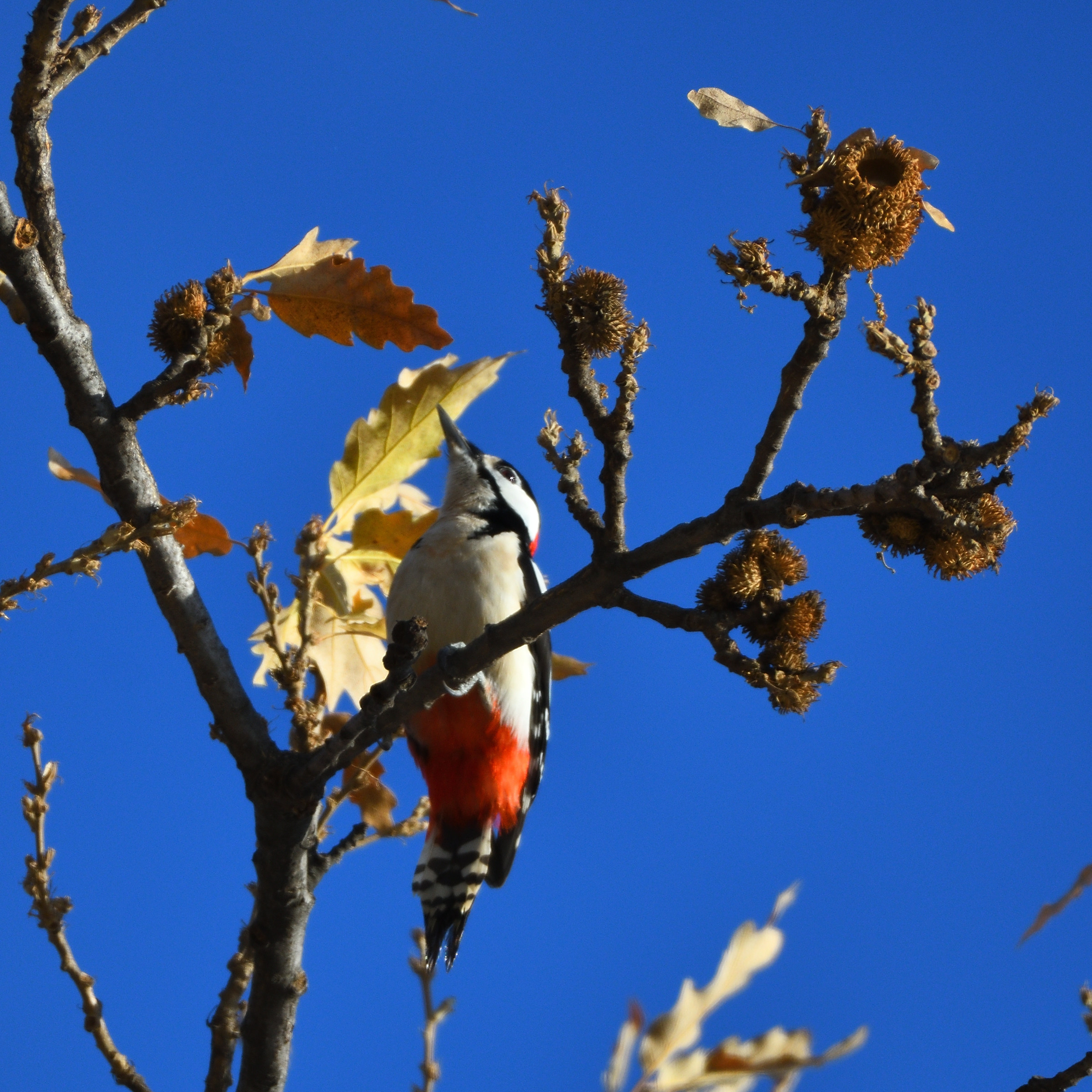Great spotted woodpecker