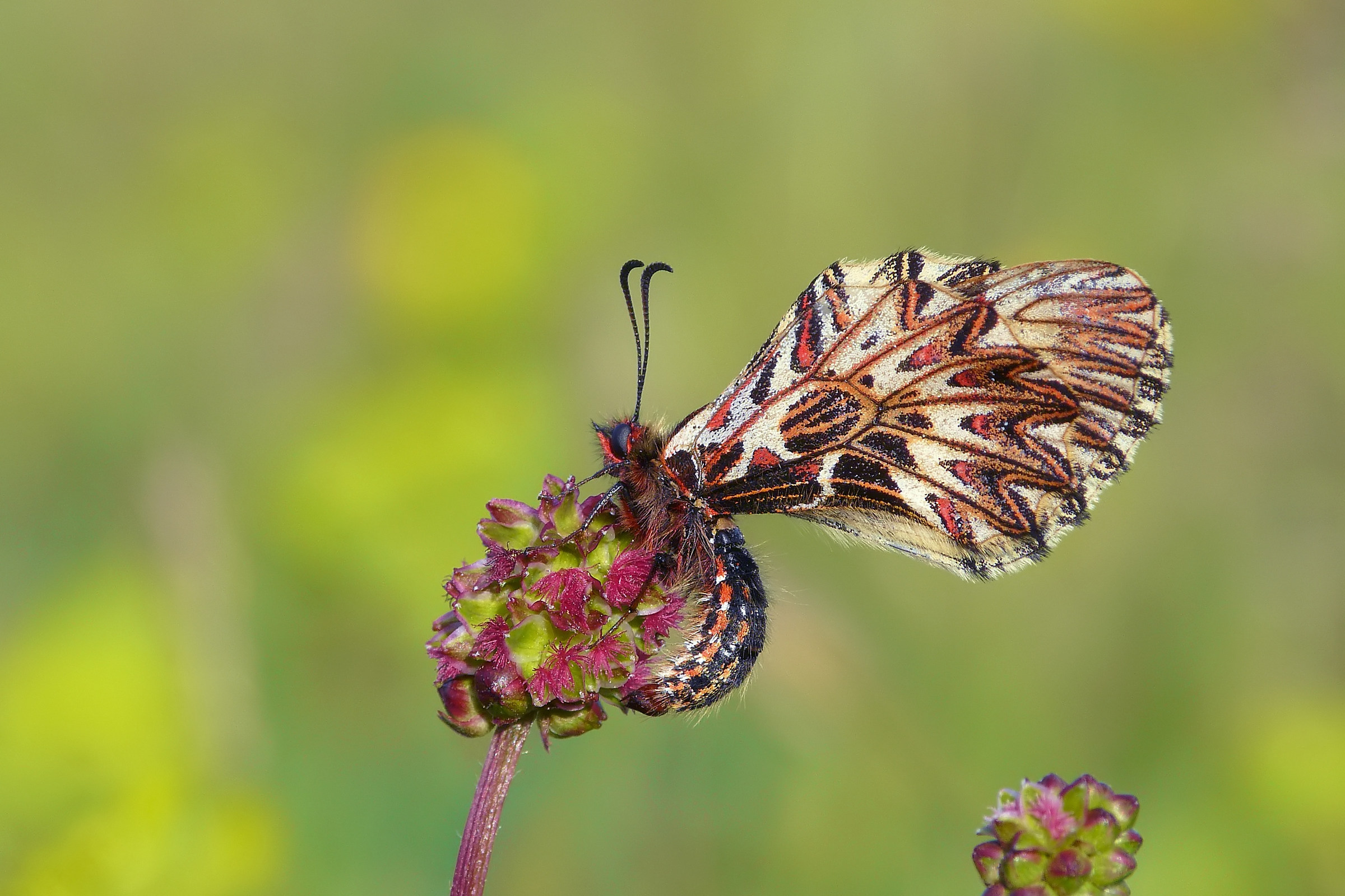 Zerynthia polyxena (Denis & Schiffermüller, 1775))
