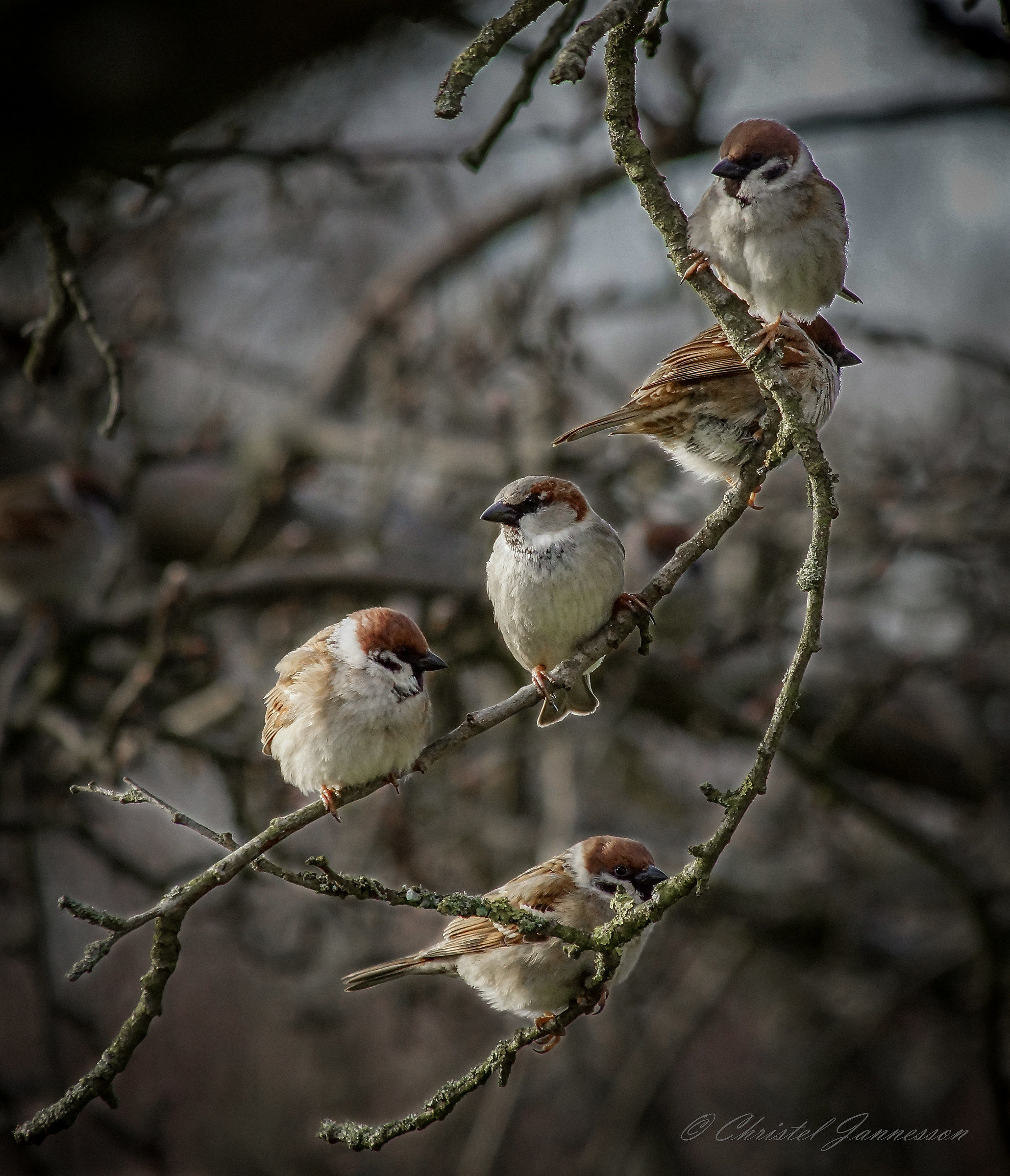 un gruppo di uccelli - Tree Sparrows e un House Sparrow