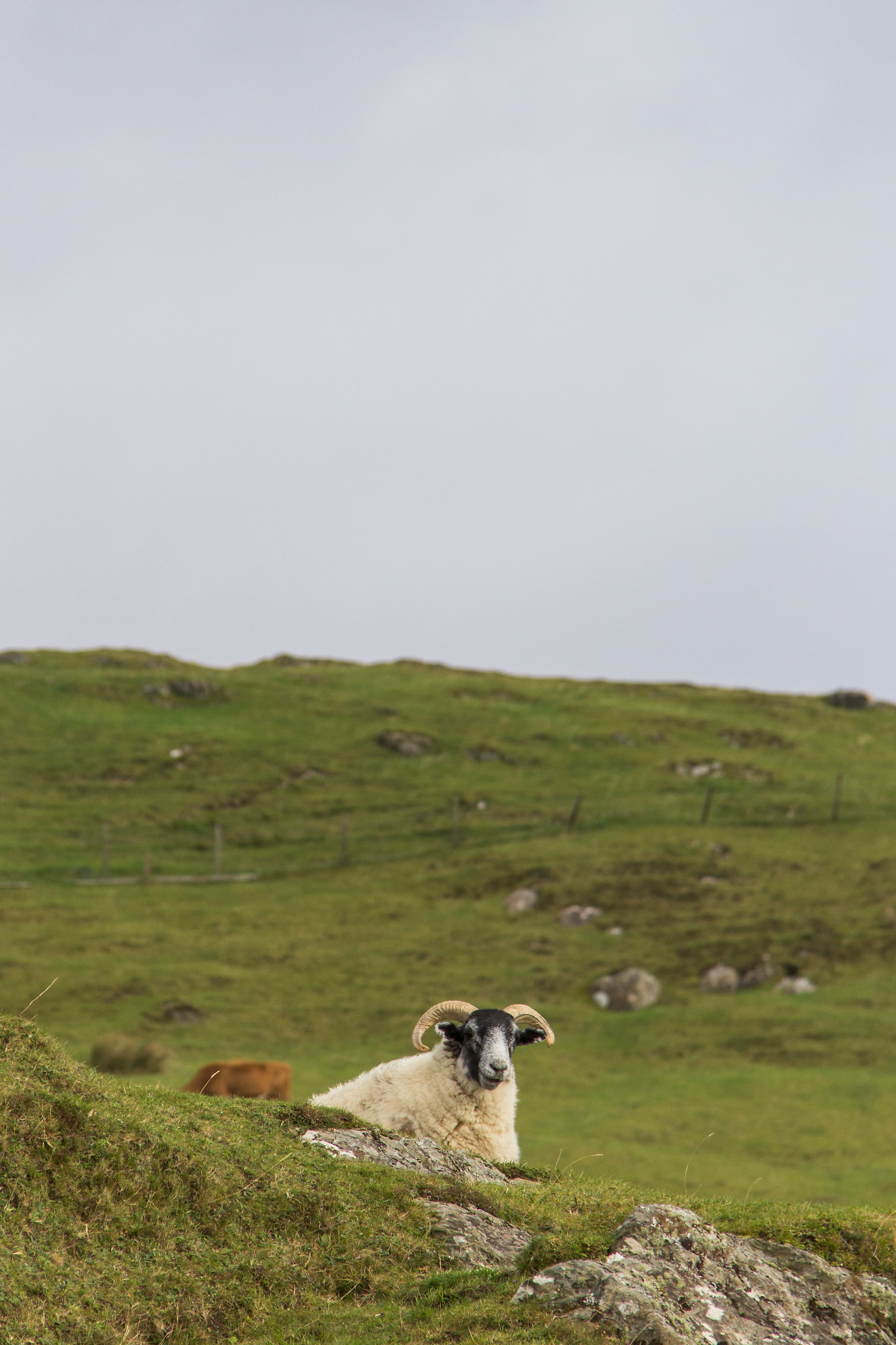 2017 - Aird of Sleat - Skye