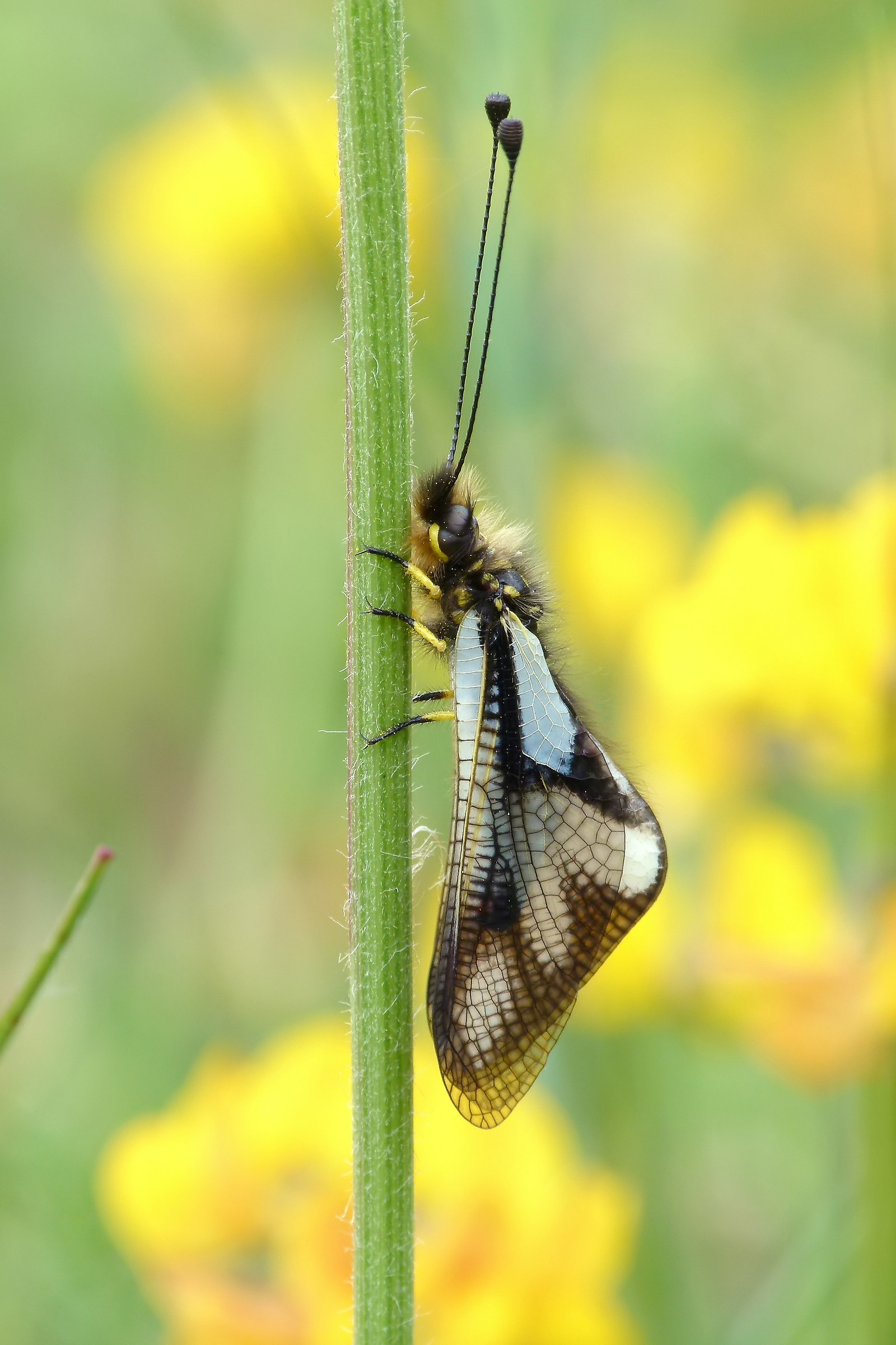 Libelloides coccajus.