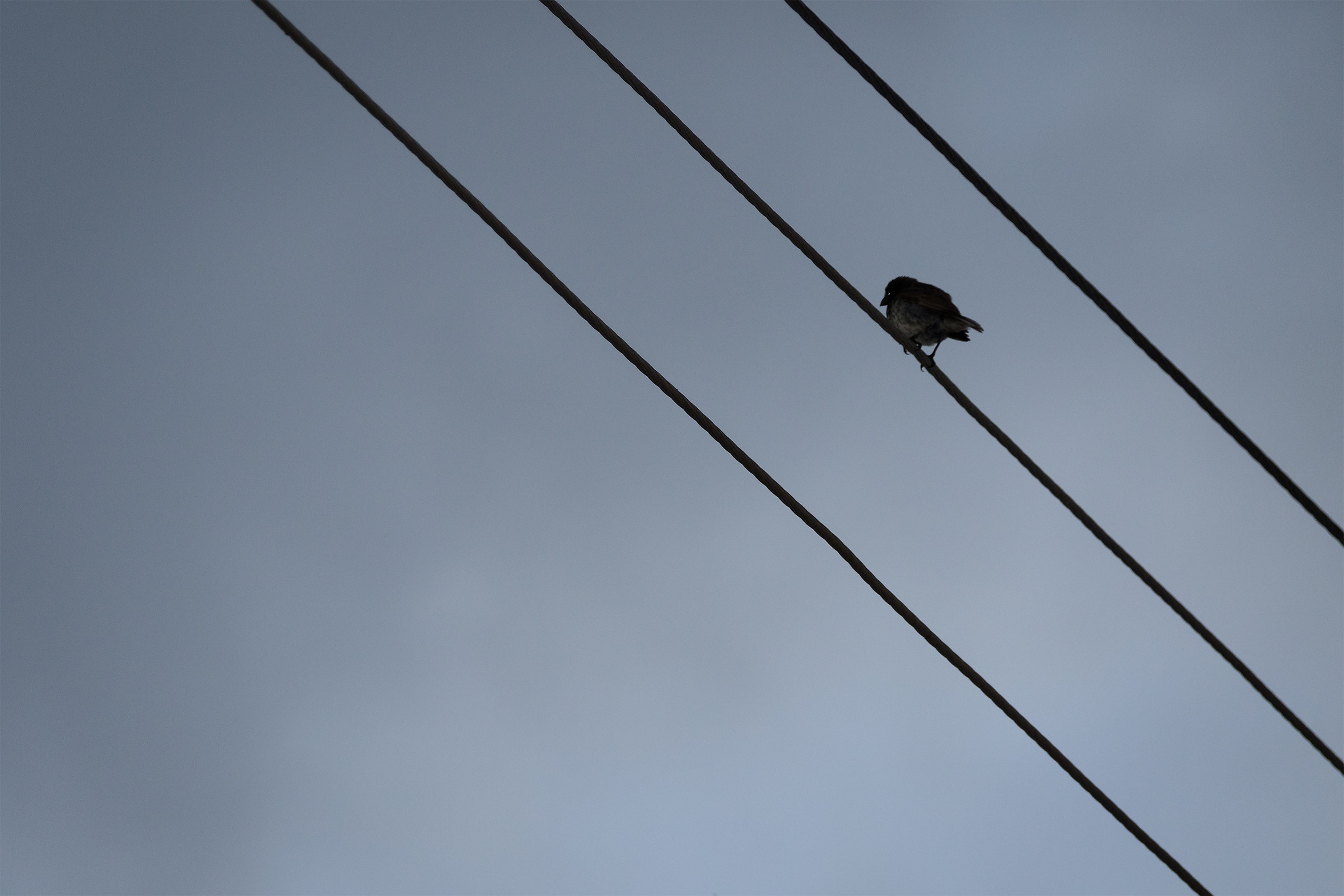 Ambientazione parallela