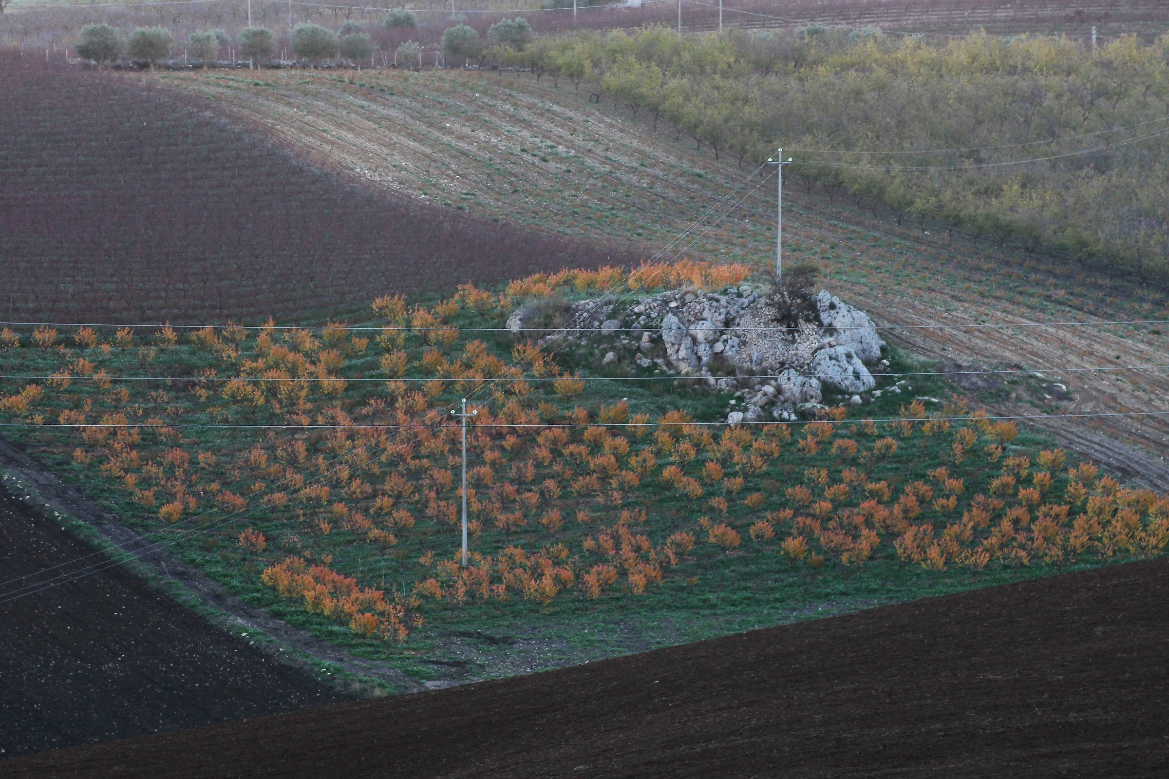 A handkerchief of yellow trees