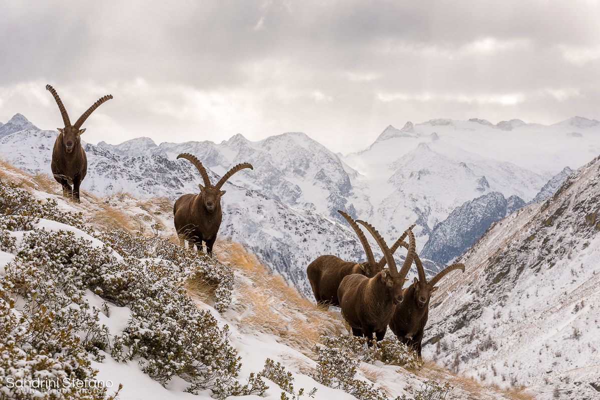 Gruppo di stambecchi adulti