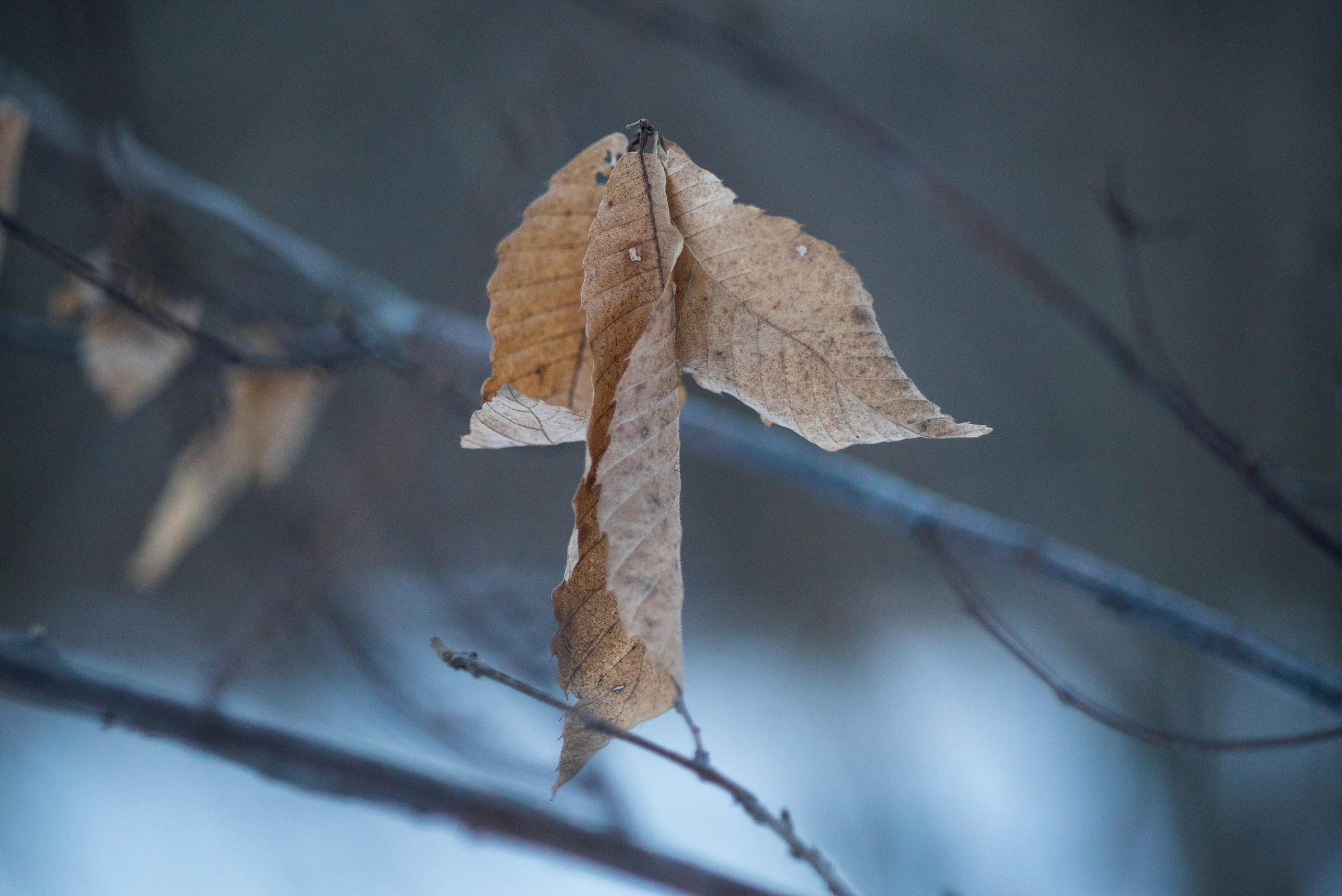 D'Inverno sugli alberi le foglie