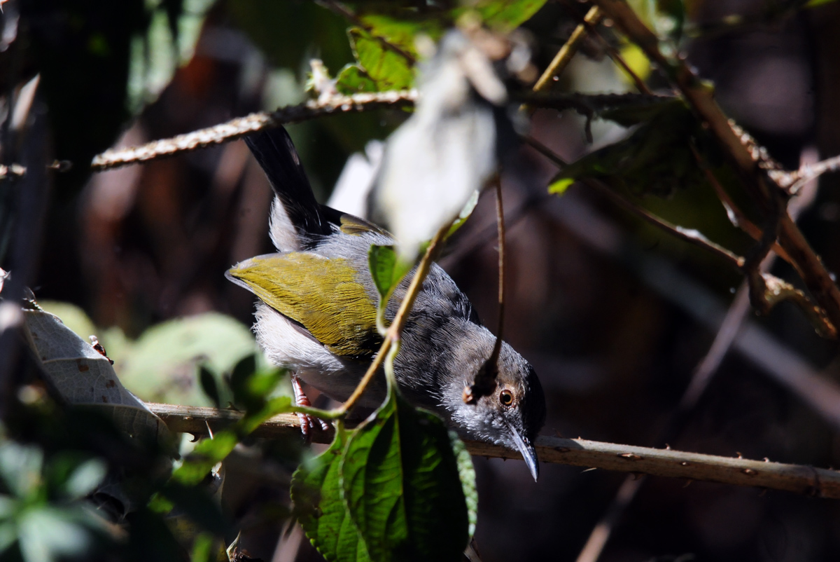 Common Camaroptera - Etiopia