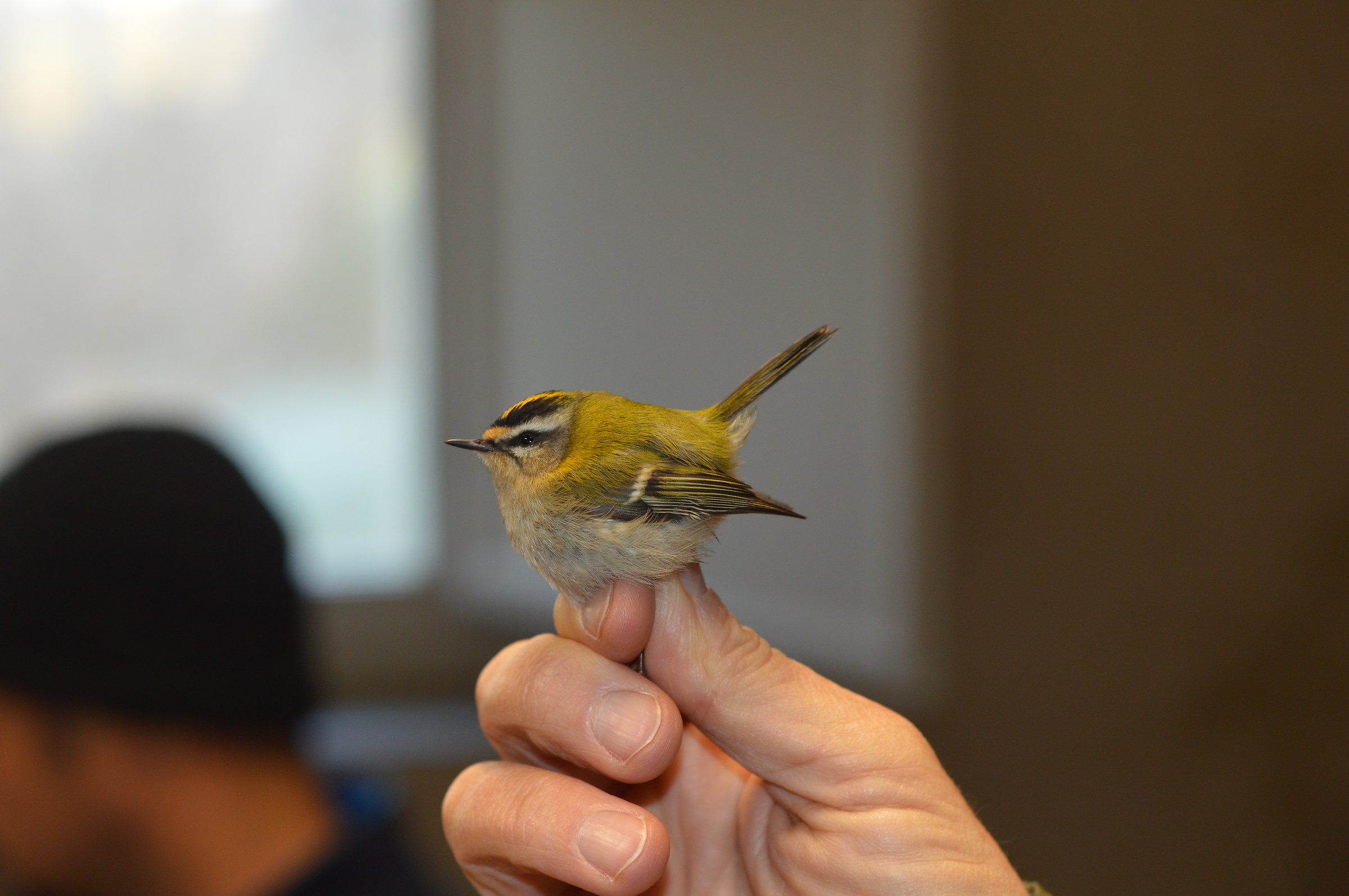 Fiorrancino Inanellato