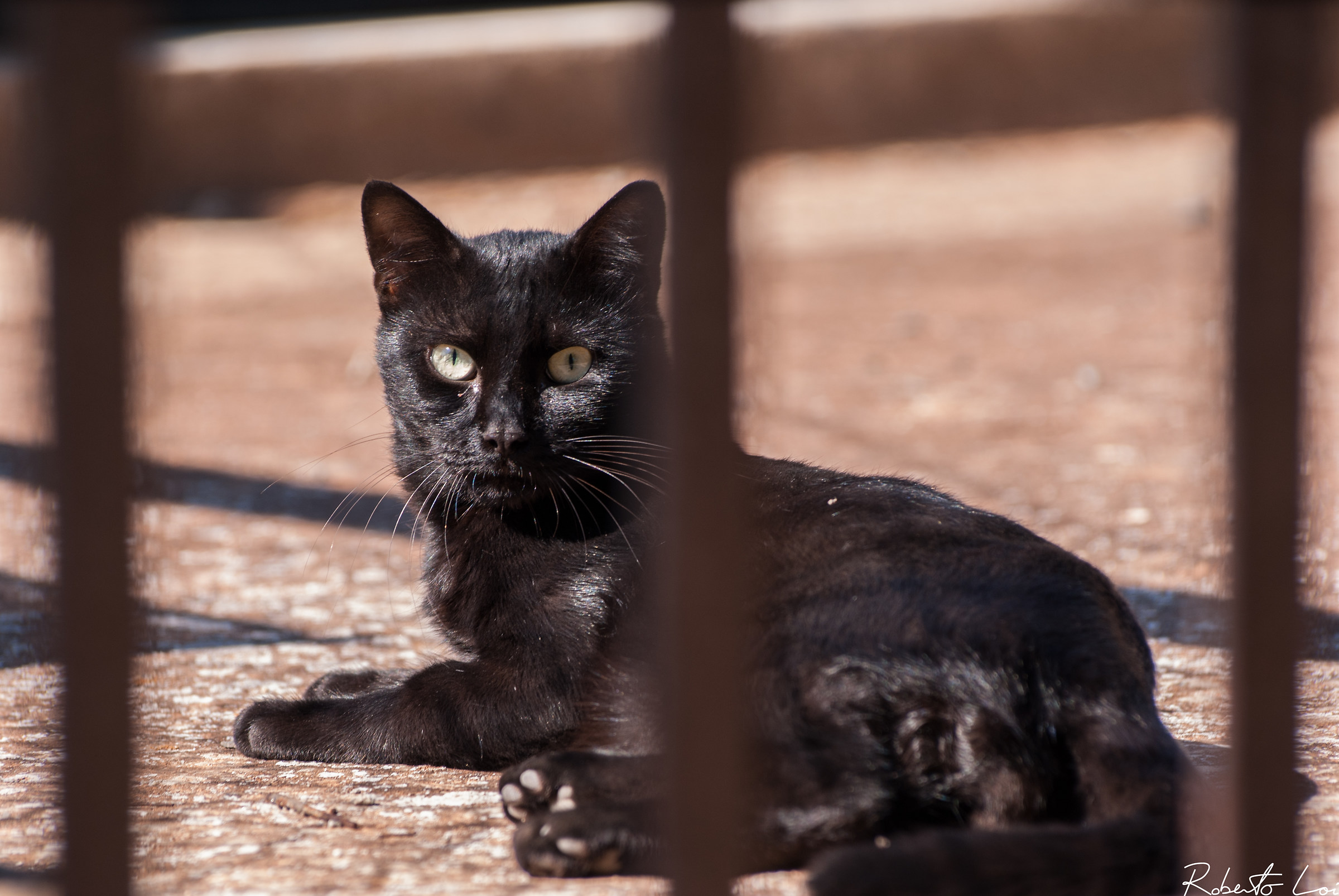 Attento osservatore corvino