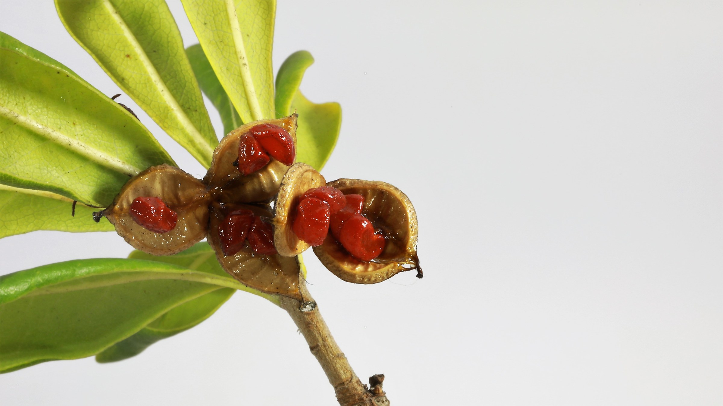 Seeds. (photo studio)
