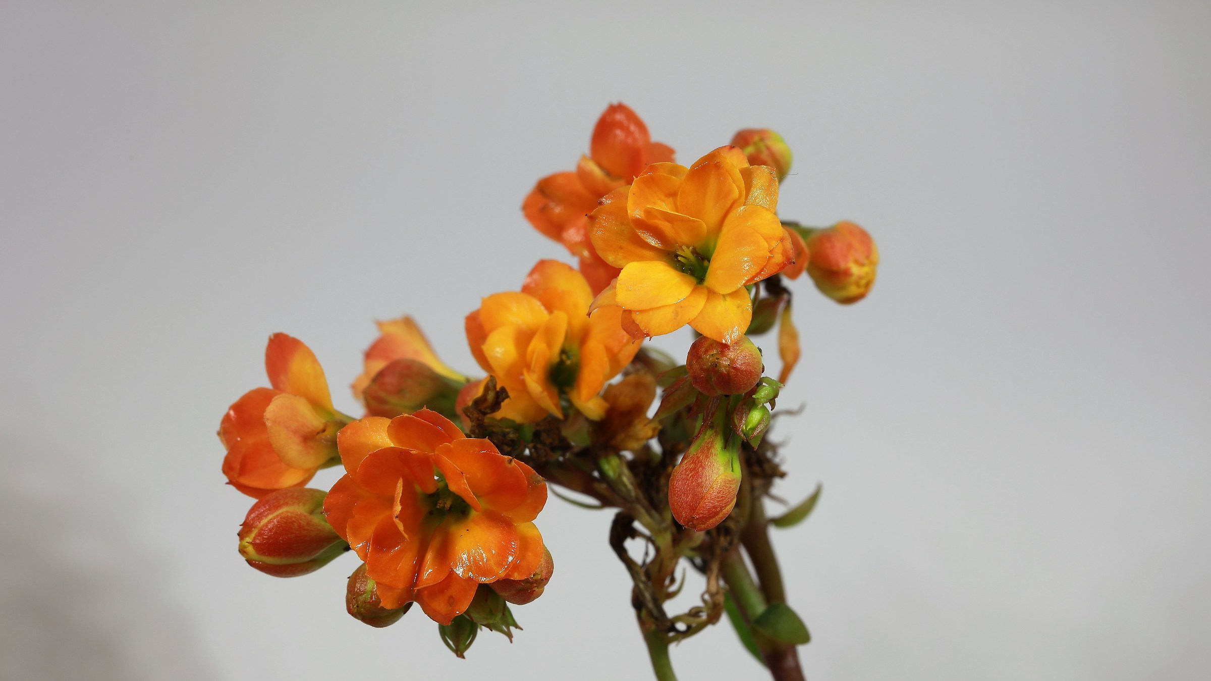 Seeds. (photo studio)