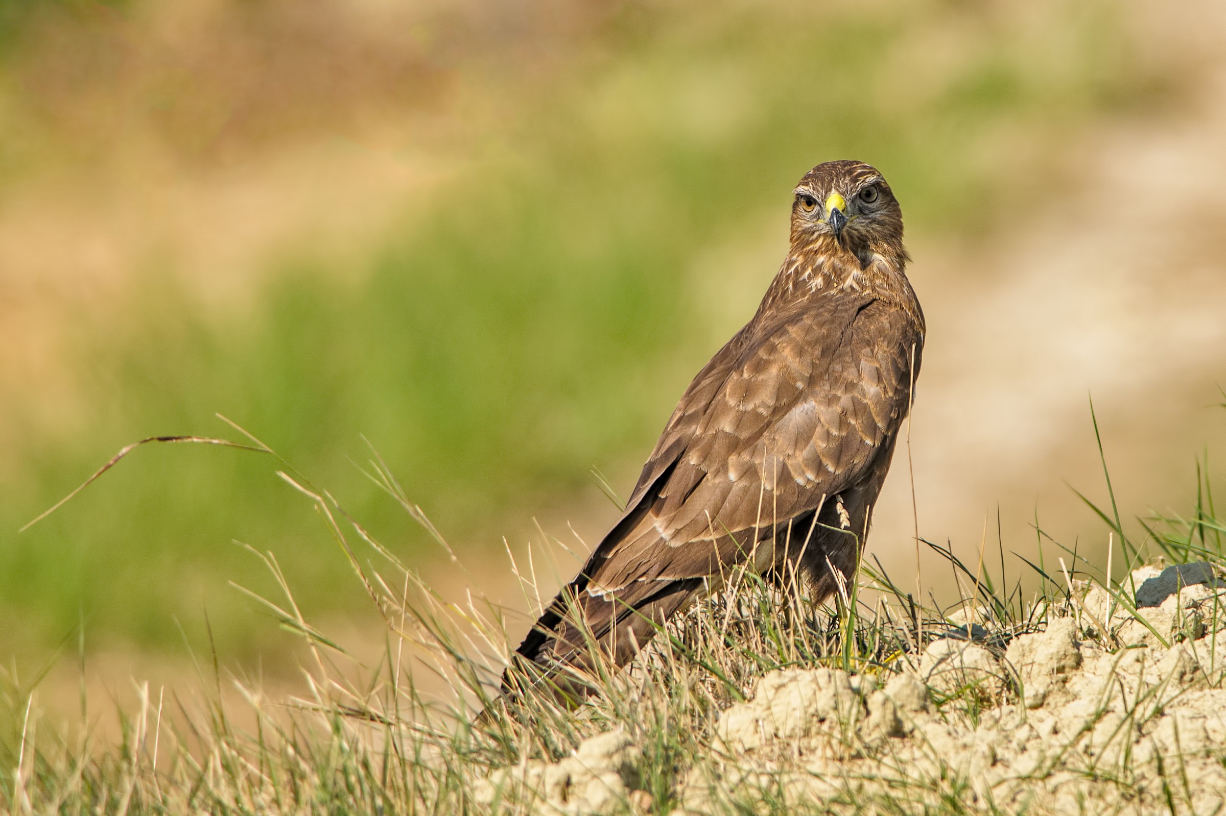Poiana Buteo buteo
