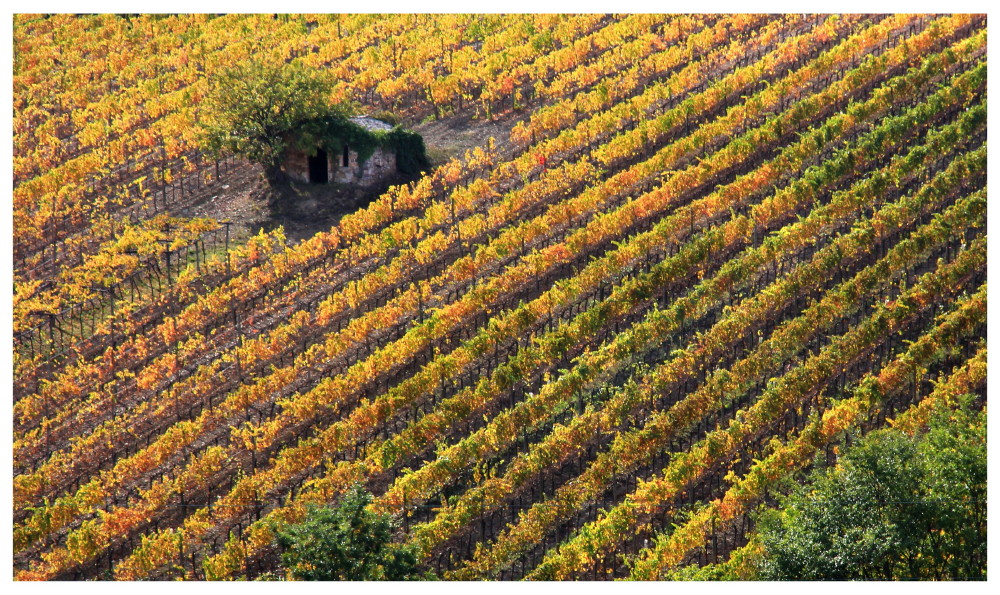 Where Brunello di Montalcino_03 is born