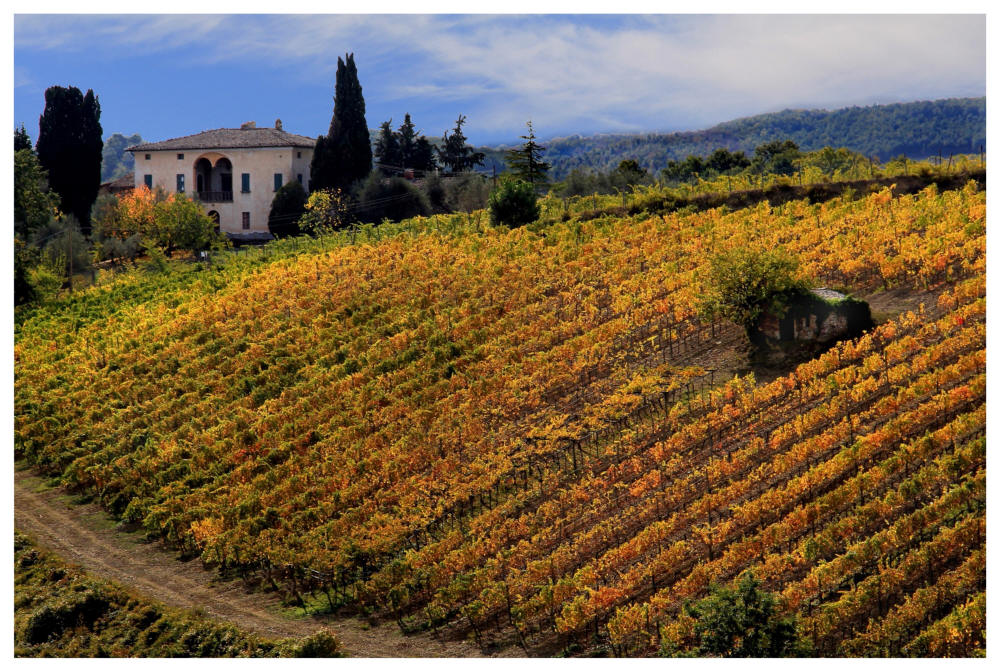 Where Brunello di Montalcino_04 is born
