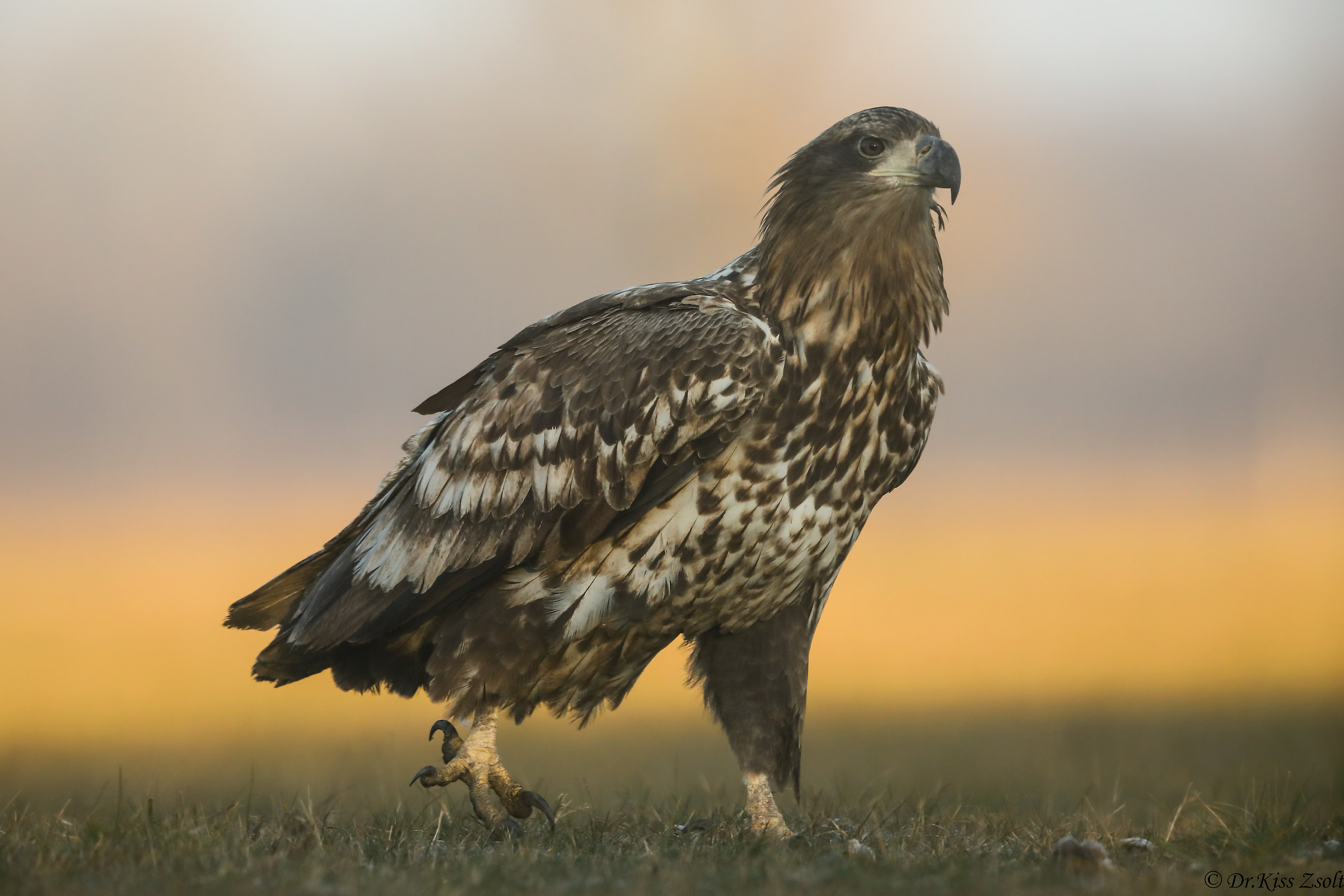 Cammina come una gallina