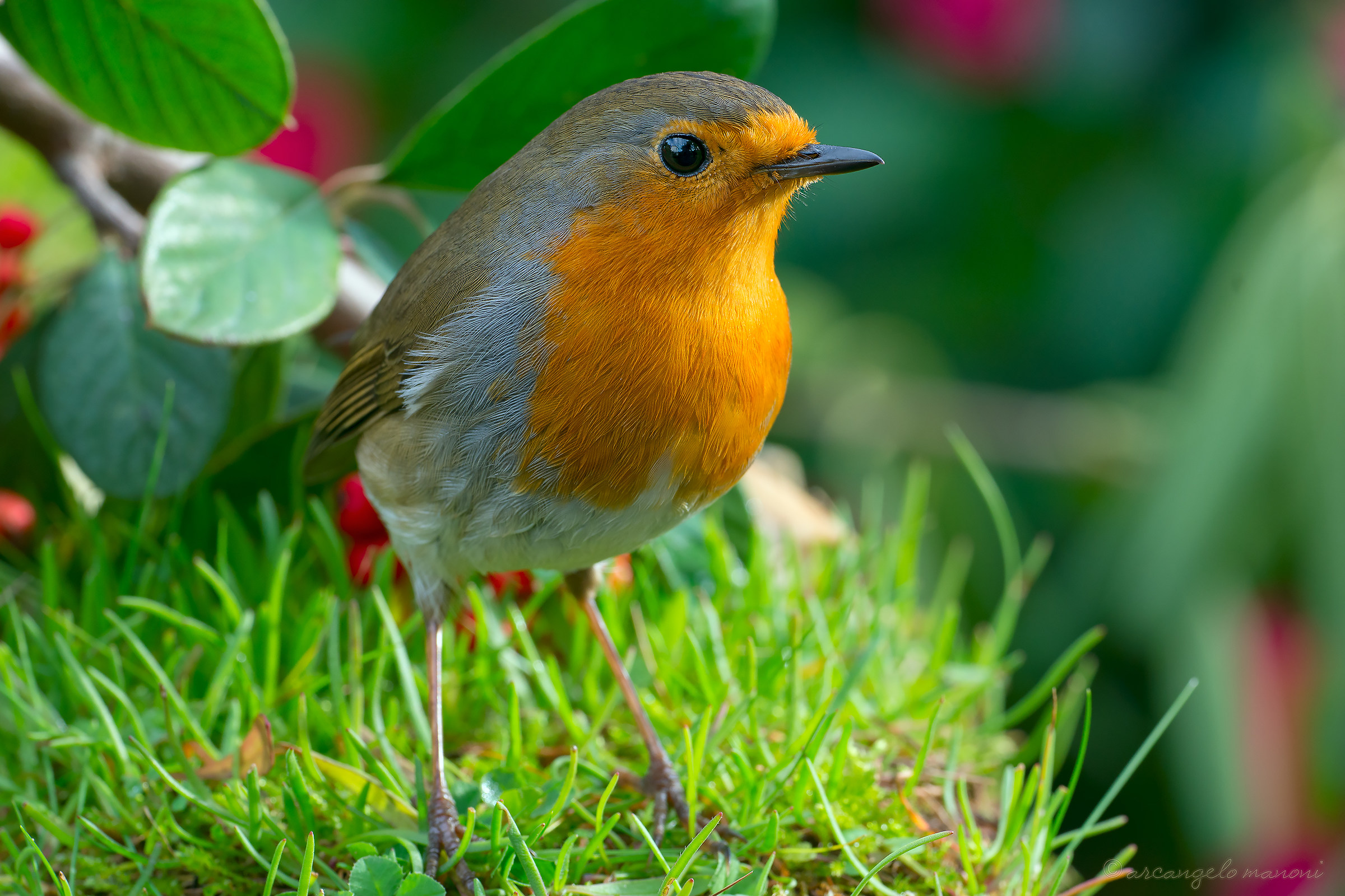 Robin on the grass