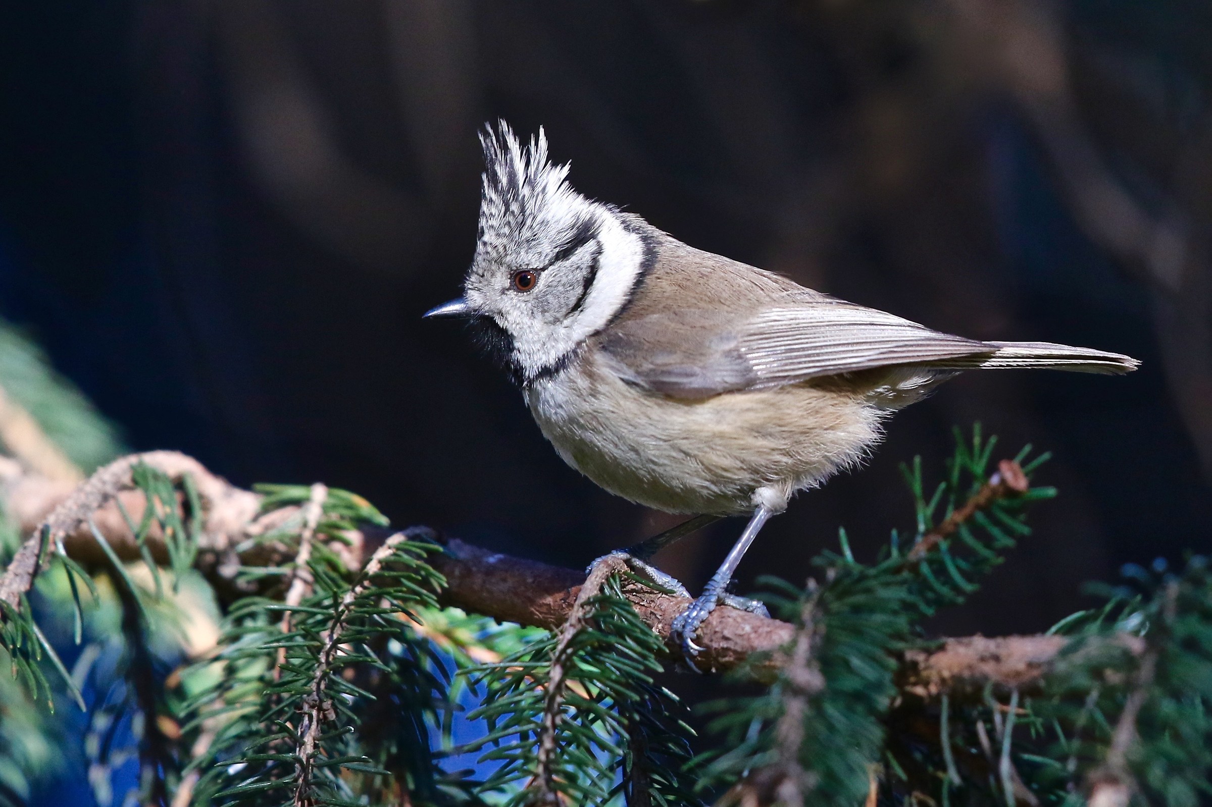Crested Tit