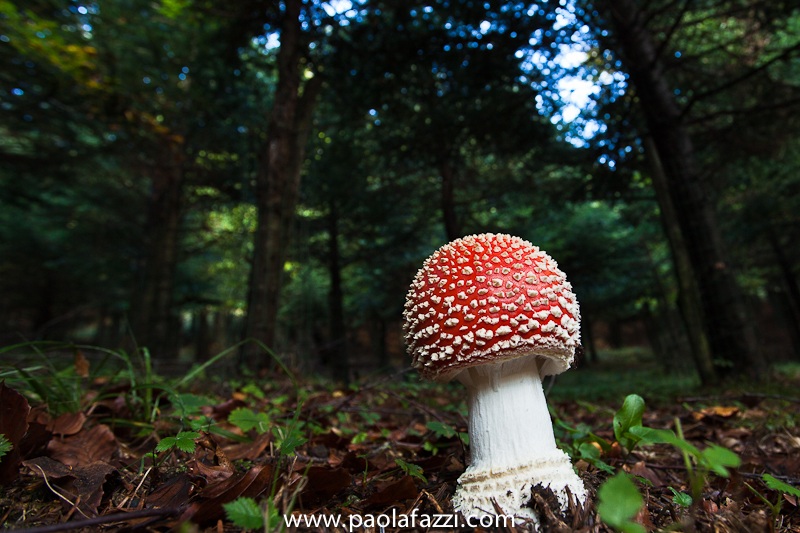 Amanita